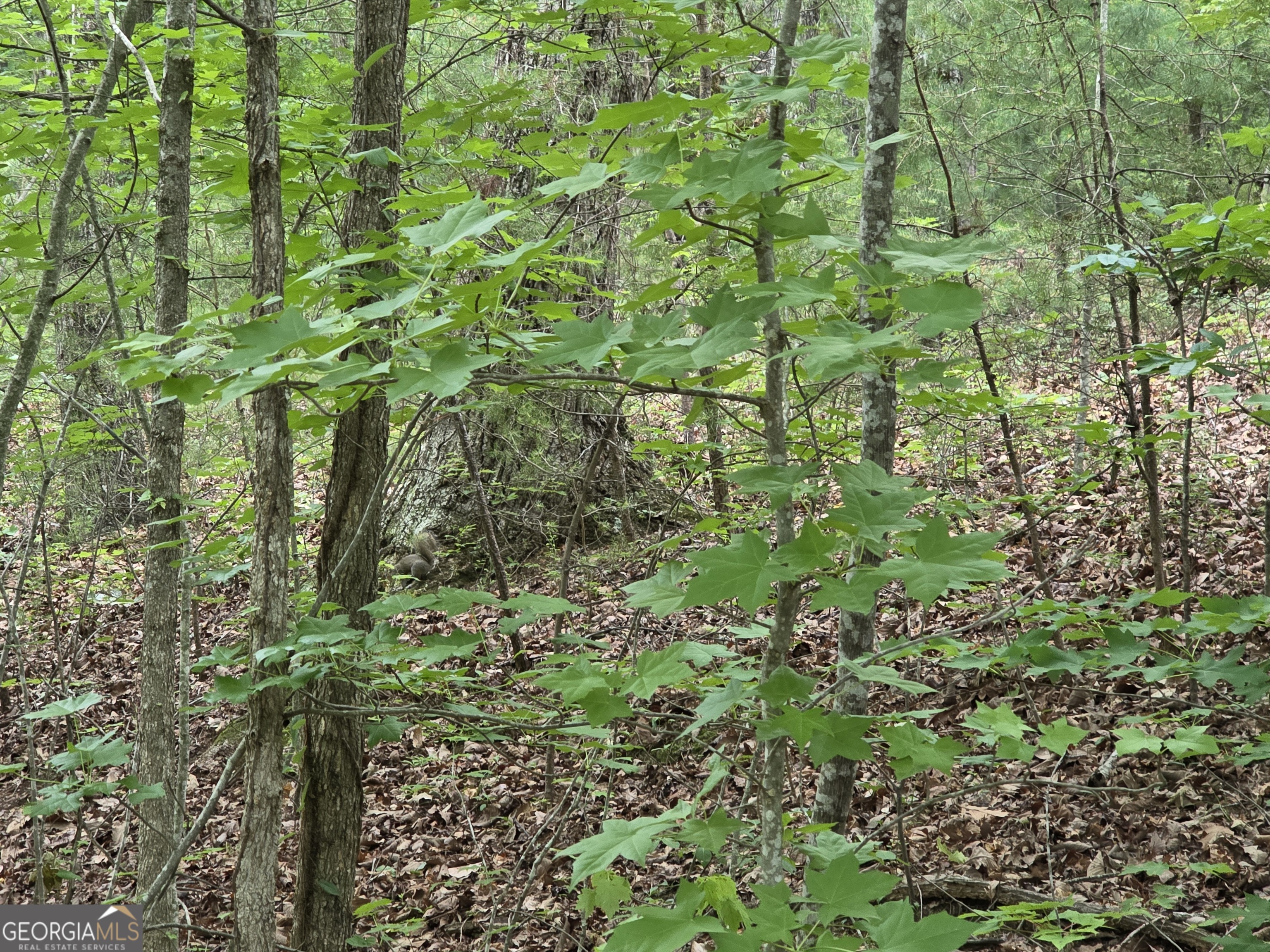 2 Lots Oak Forest Property Photo 2