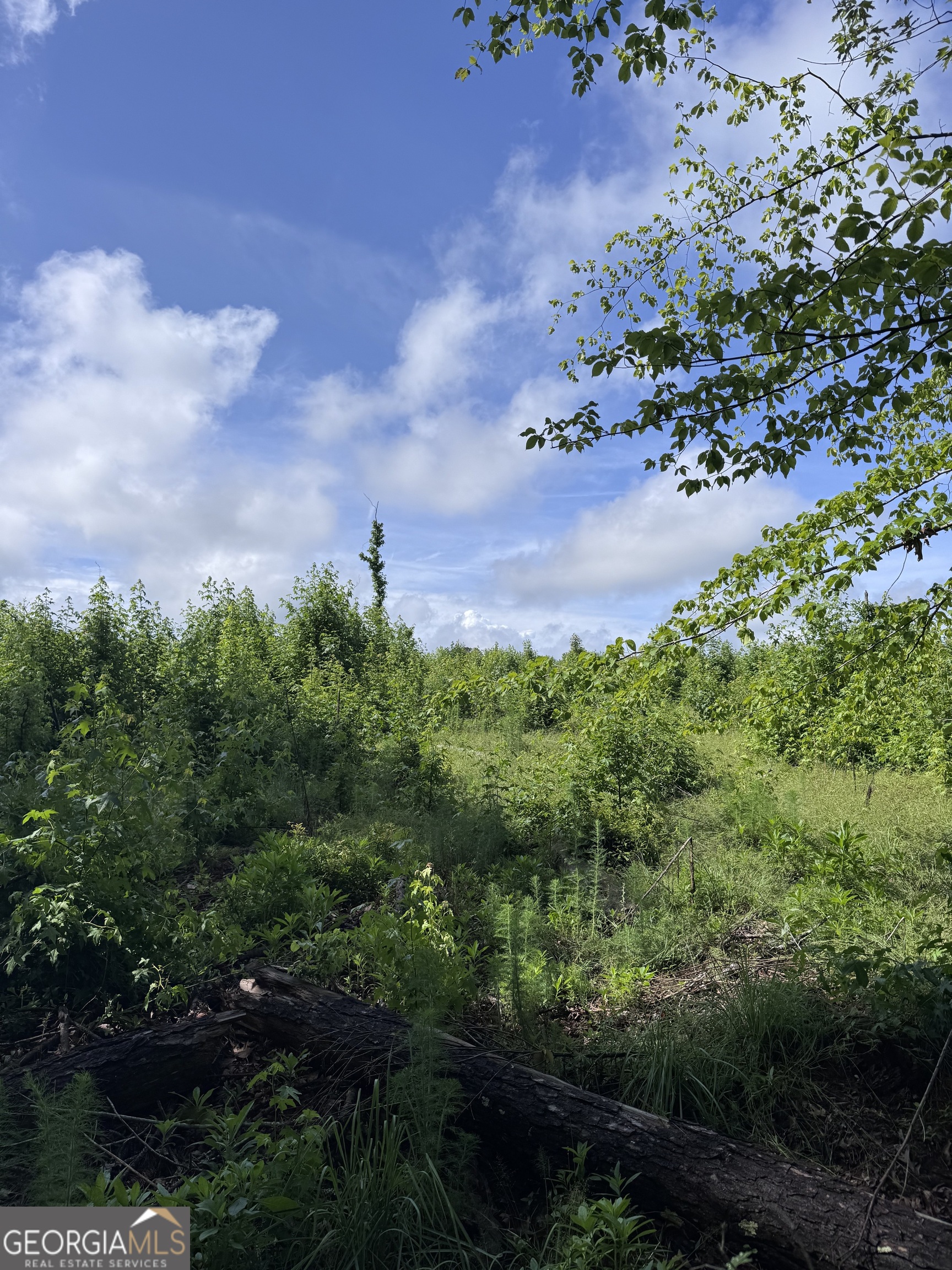 0 Po Biddy Road Property Photo 3
