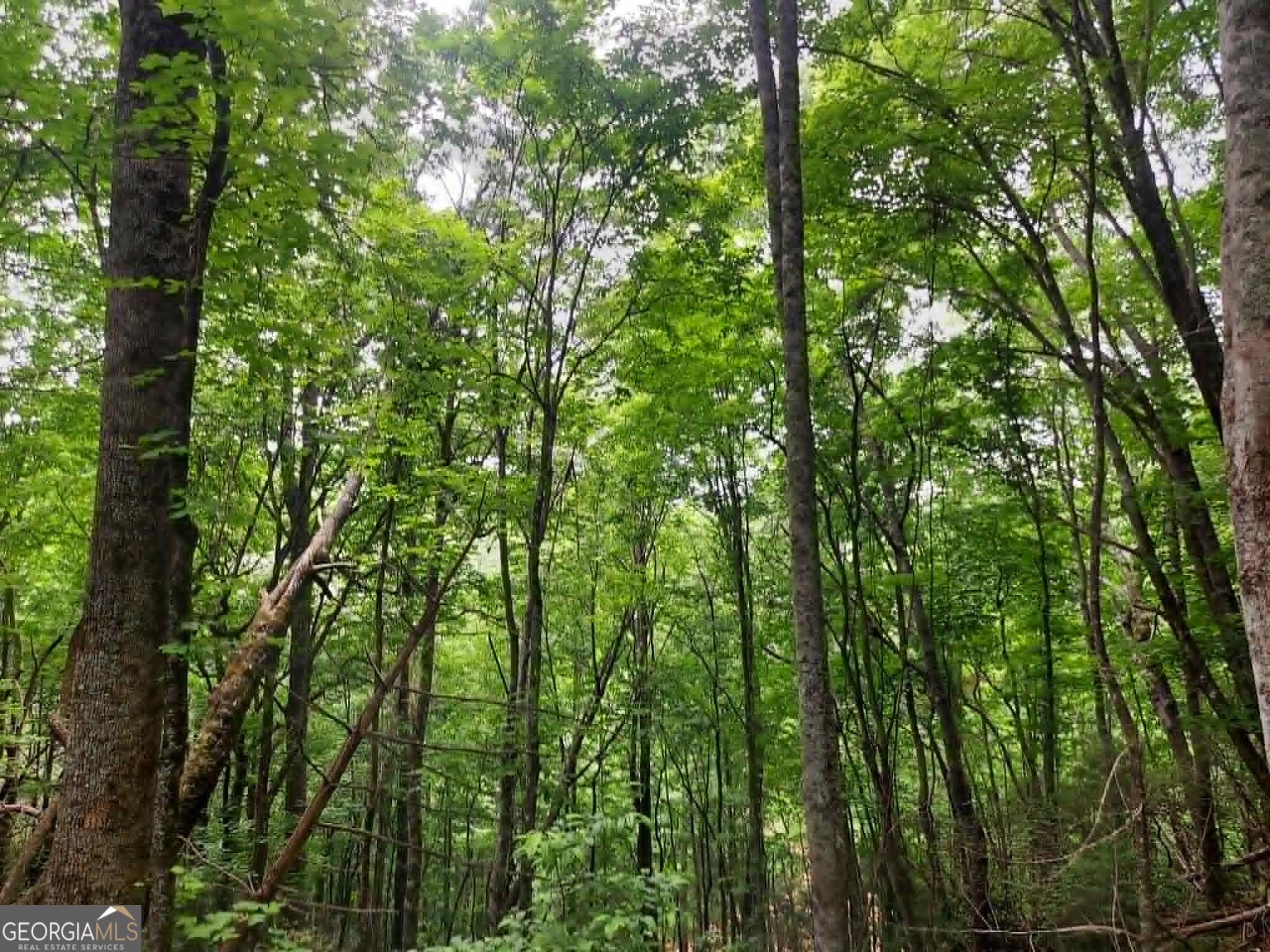 0 Lot 37 Saddleback Circle Property Photo 5