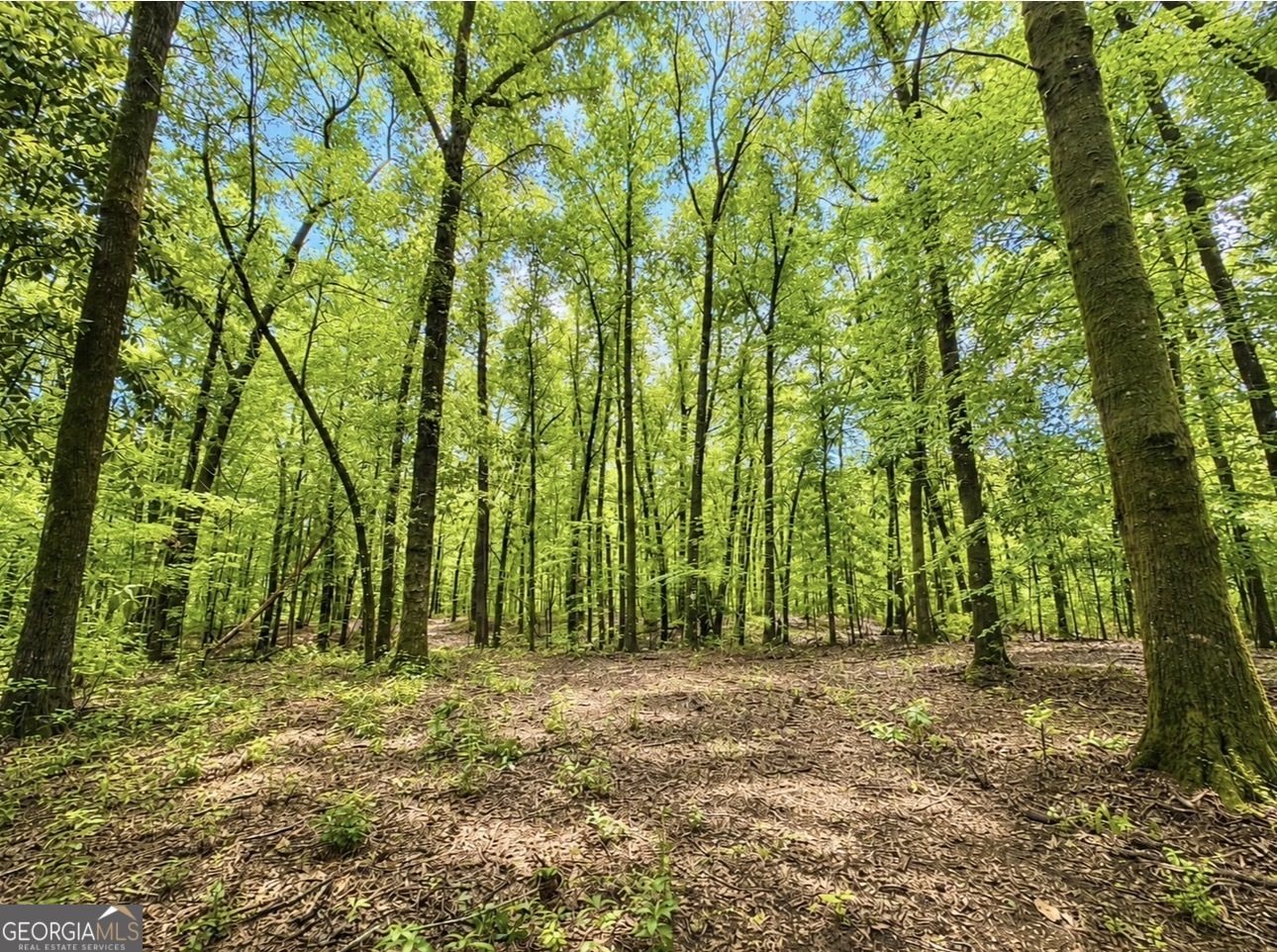 0 Rocky Creek Road Property Photo 17