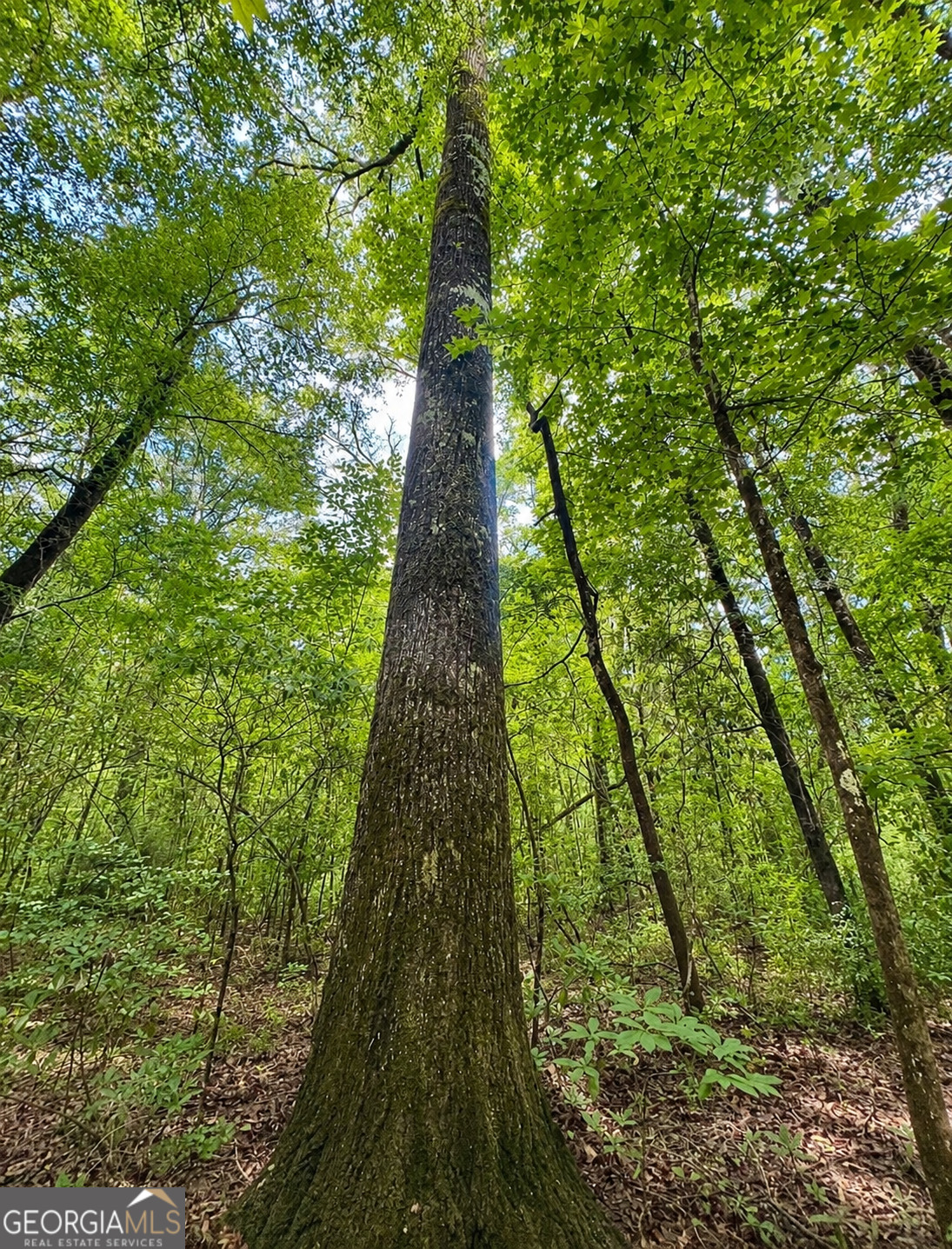 0 Rocky Creek Road Property Photo 18
