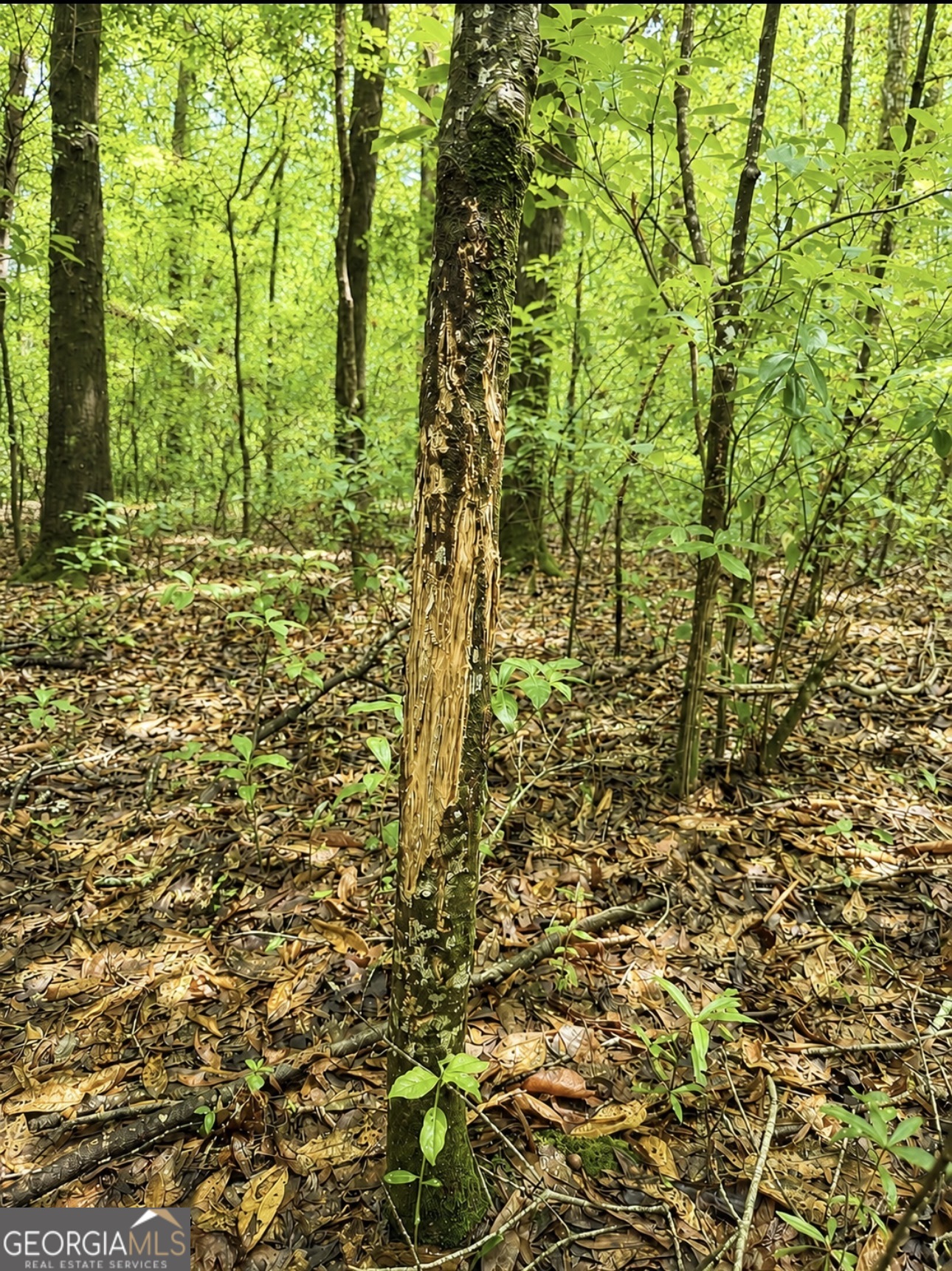 0 Rocky Creek Road Property Photo 21