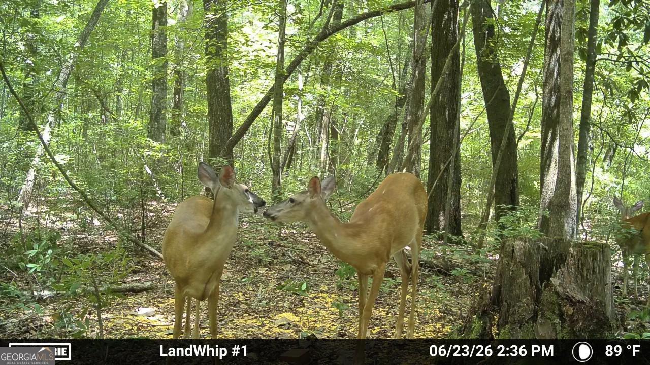 0 Rocky Creek Road Property Photo 32