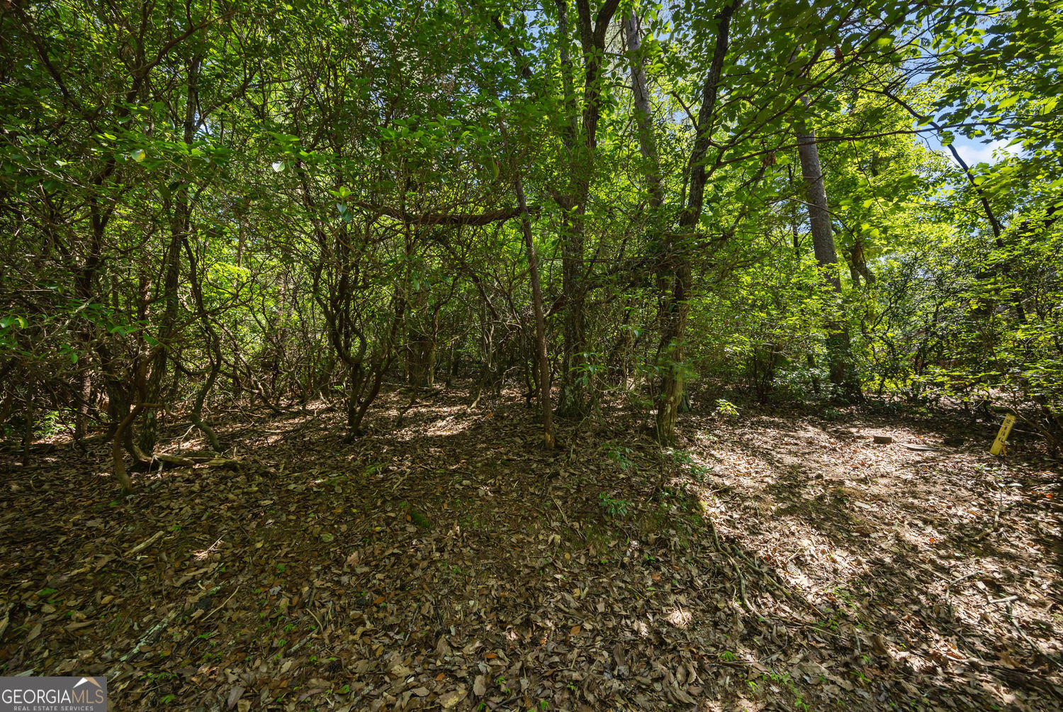 196 Cinnamon Fern Lane Property Photo 3