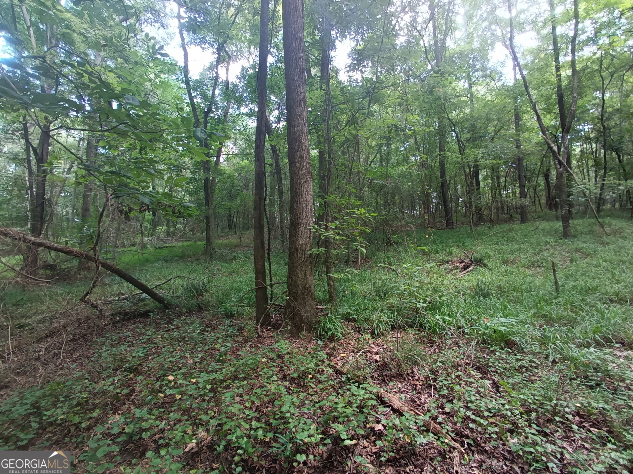 11.78 Ac +- Athens Highway Property Photo 6