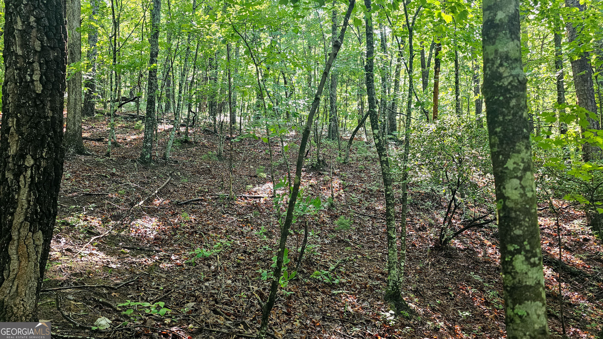 0 Cornsilk Property Photo 3