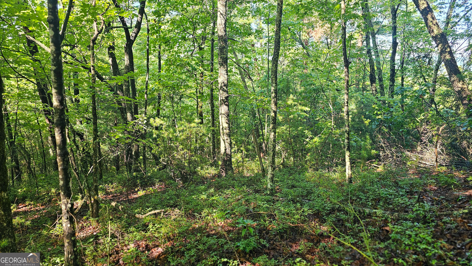0 Cornsilk Property Photo 6