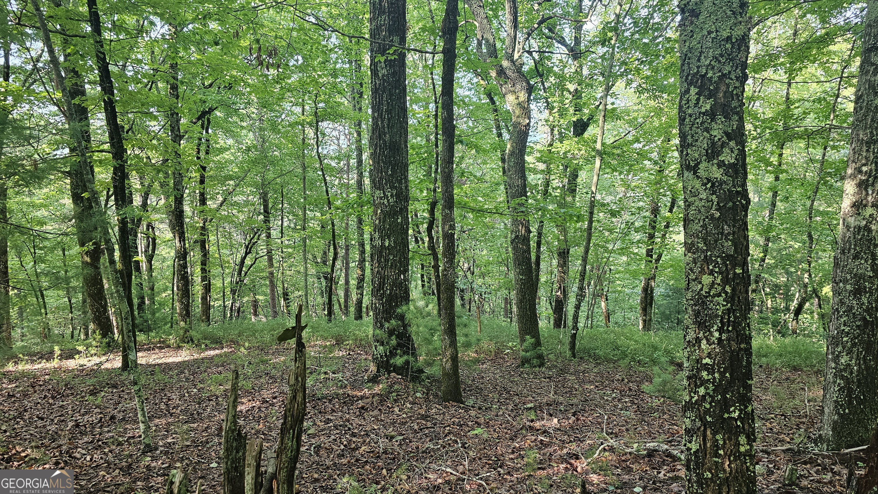 0 Cornsilk Property Photo 19