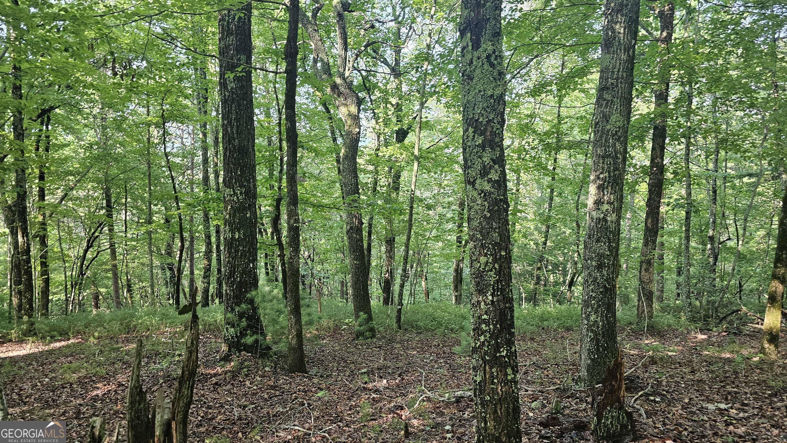 0 Cornsilk Property Photo 20