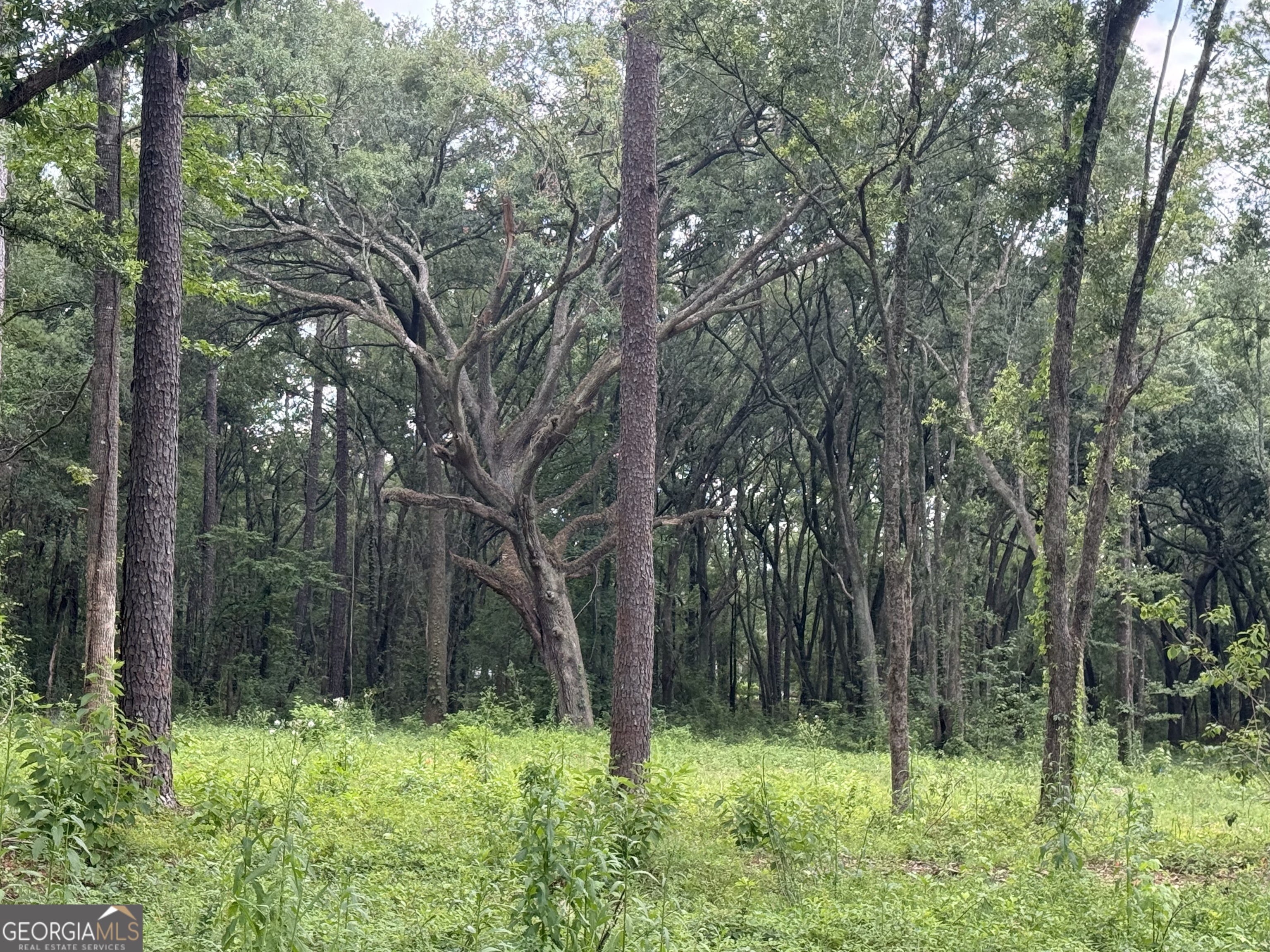 1144 Highway 80 Property Photo 11