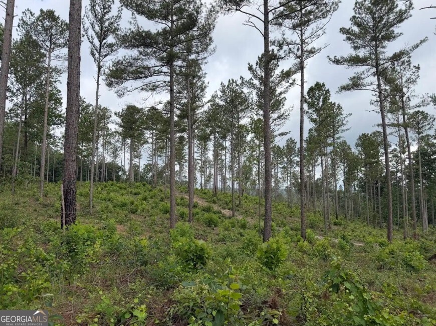 0 Mt. Sinai Lot 4 Property Photo 40