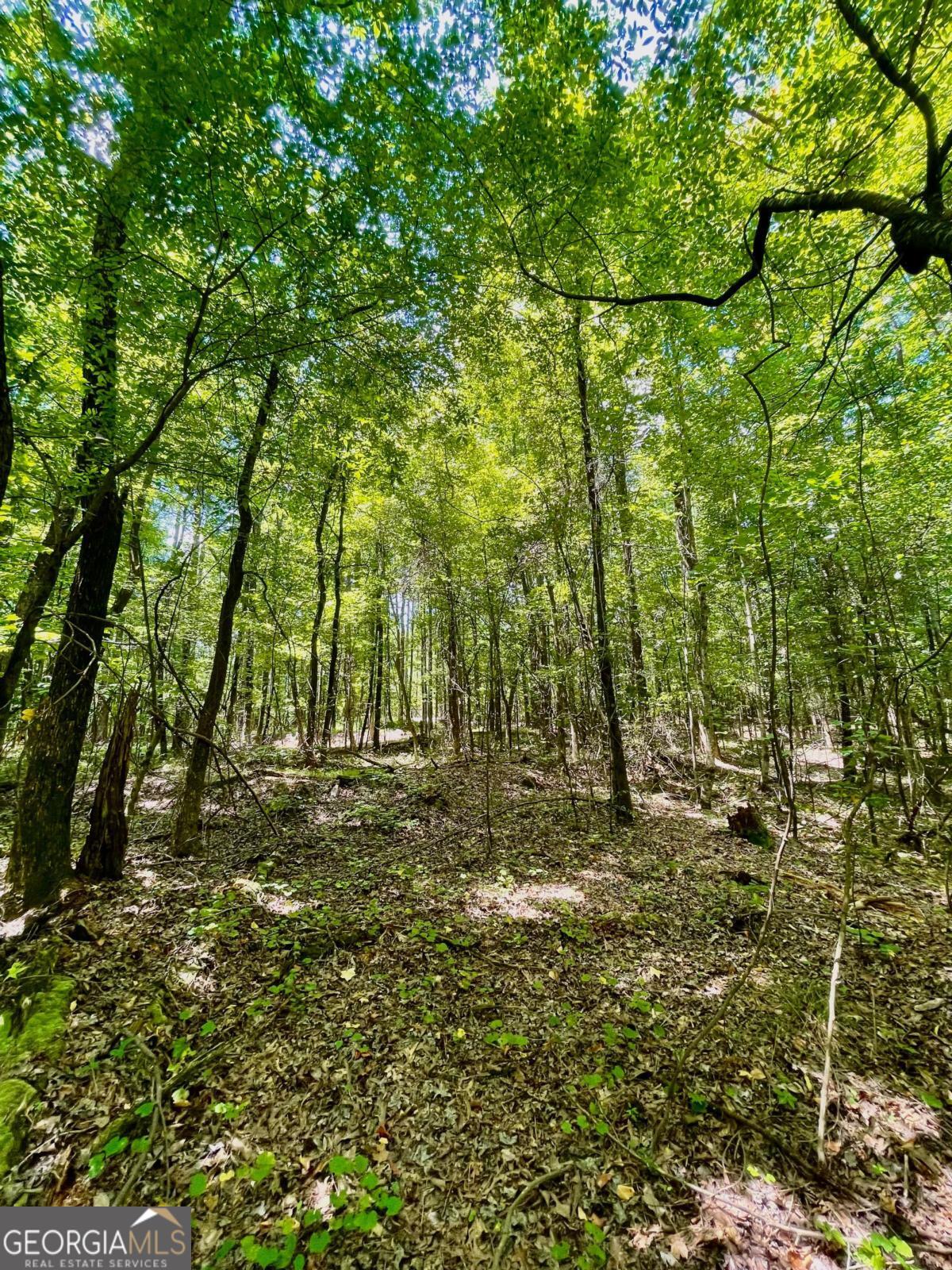 3961 Panola Road Property Photo 17