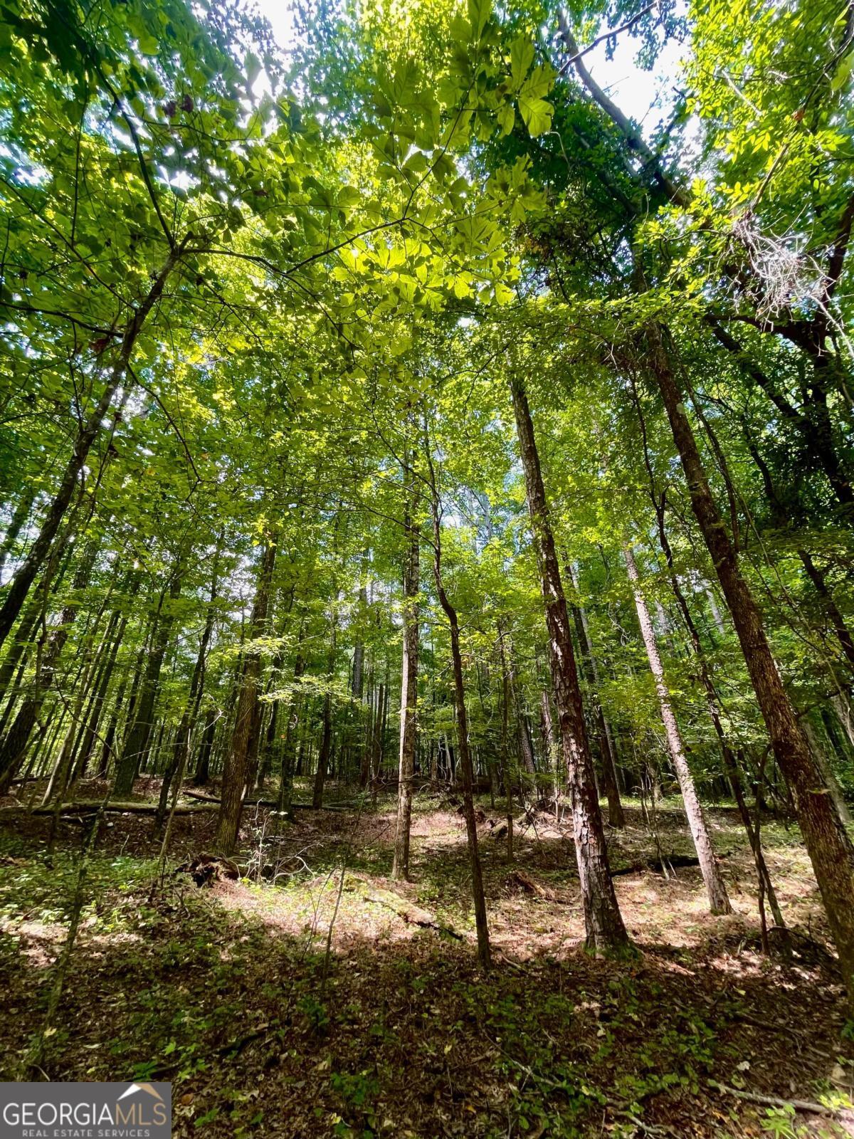 3961 Panola Road Property Photo 19