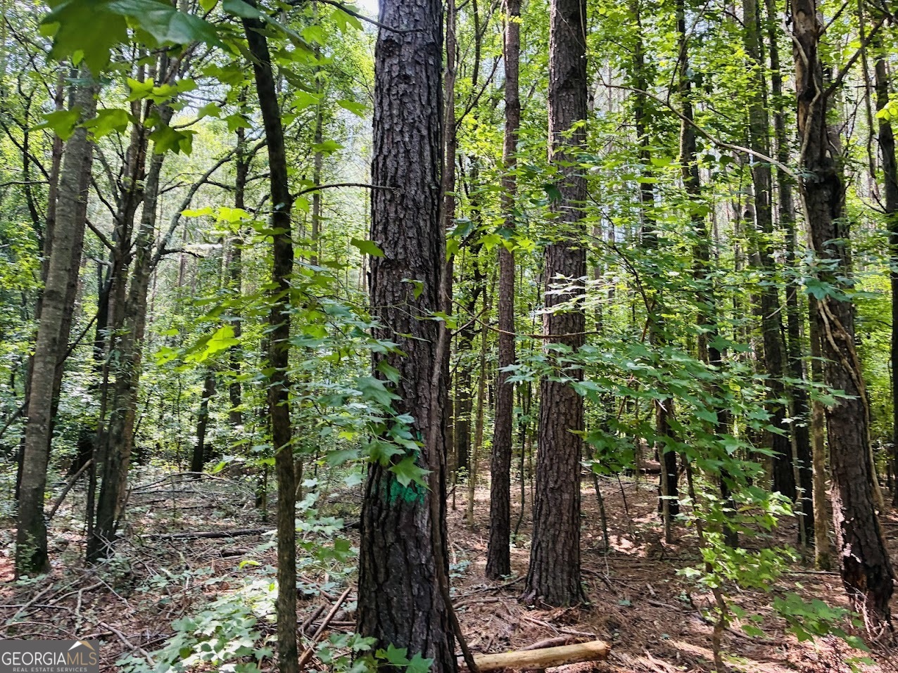 0 Mapledale Trail Property Photo 7