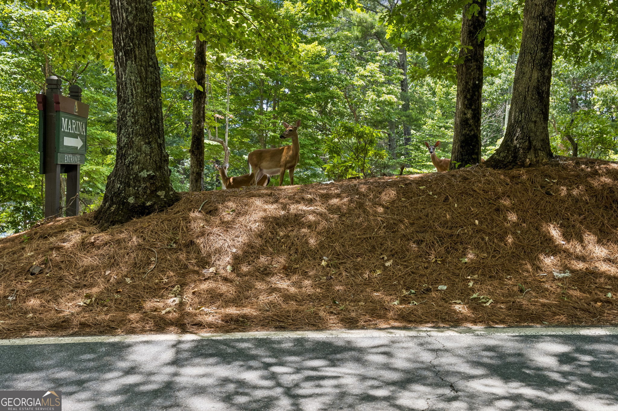 208 Trout Lily Trail Property Photo 58