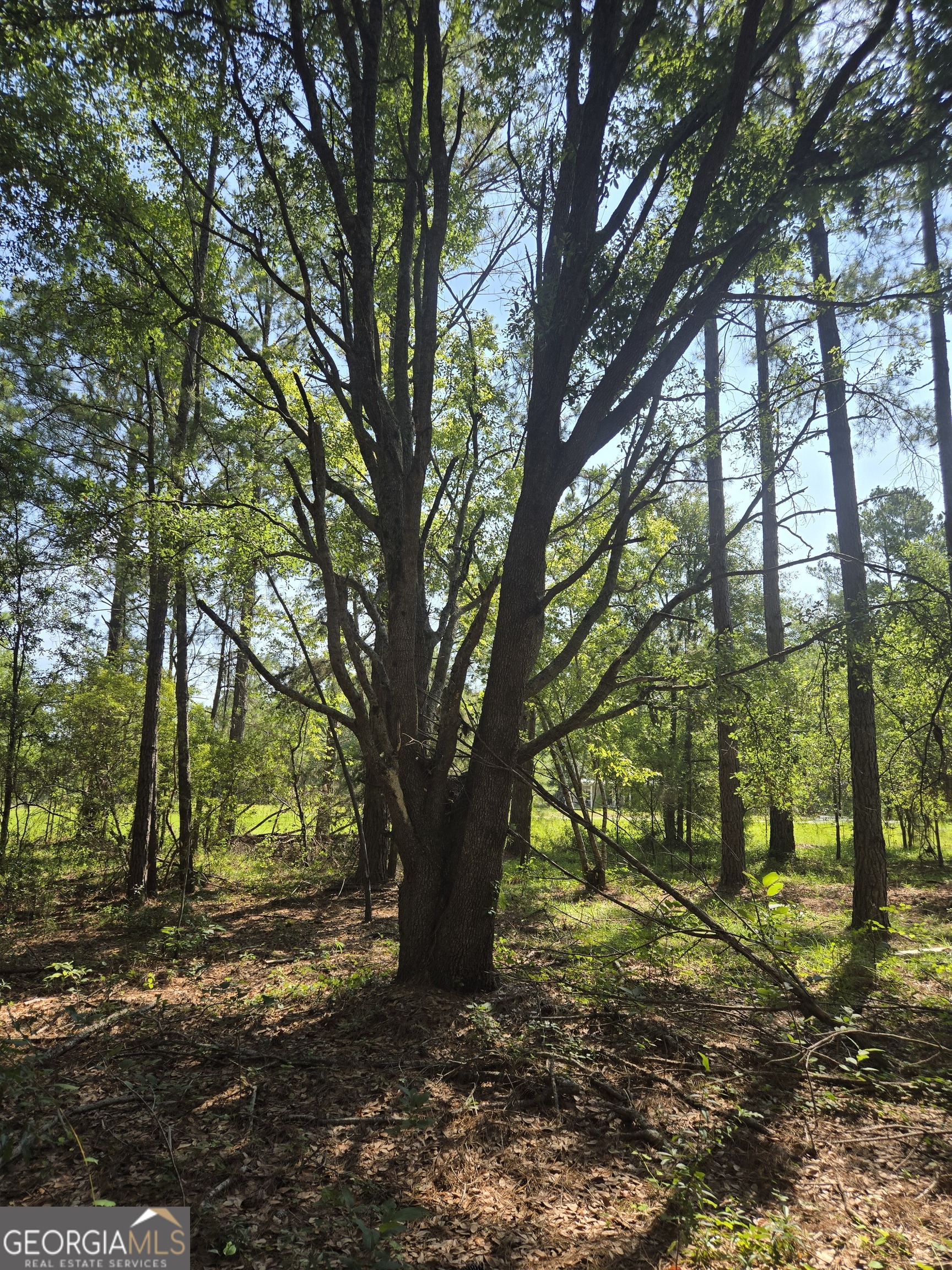 0 Live Oak Drive Property Photo 4