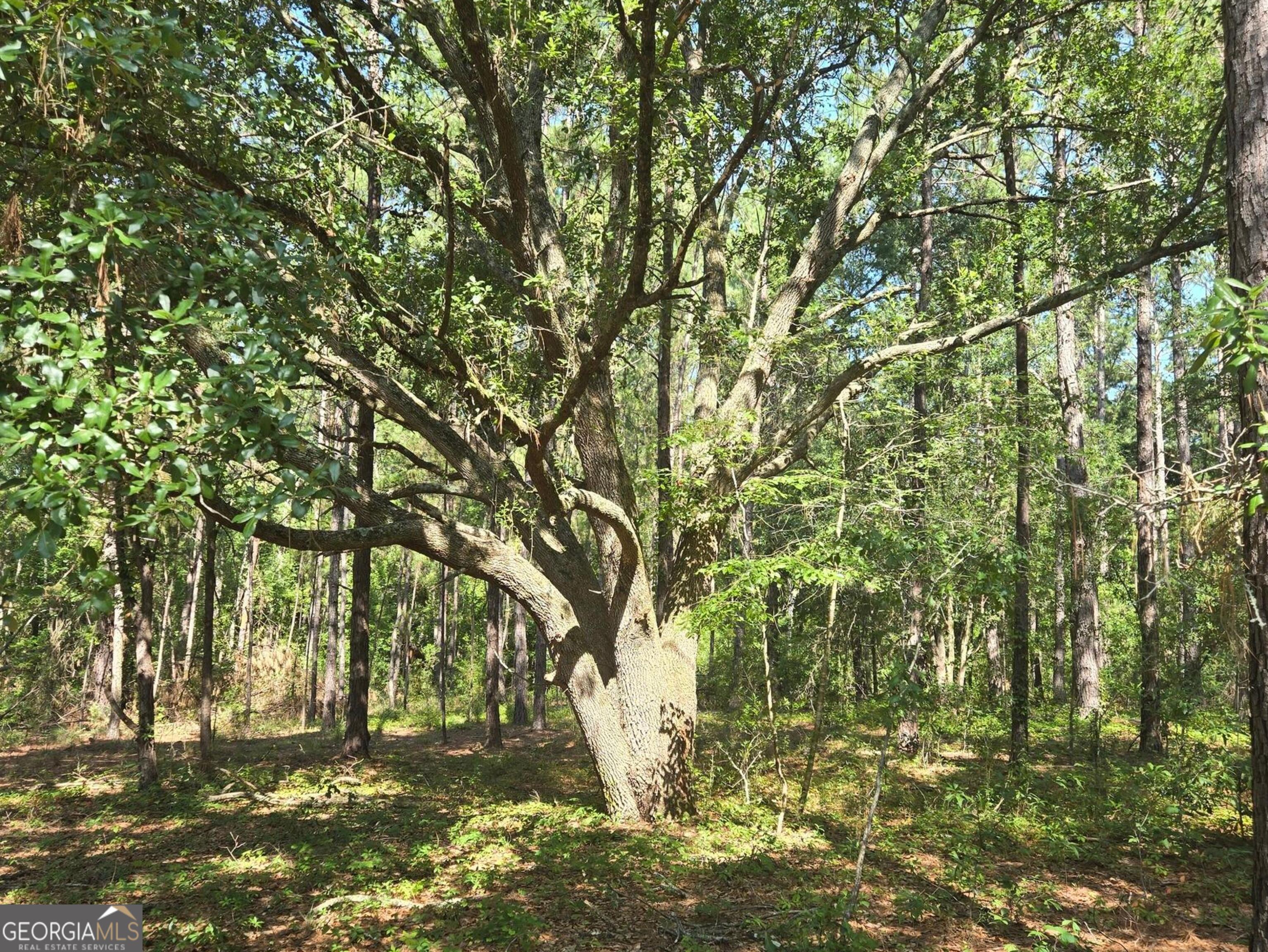 0 Live Oak Drive Property Photo 6