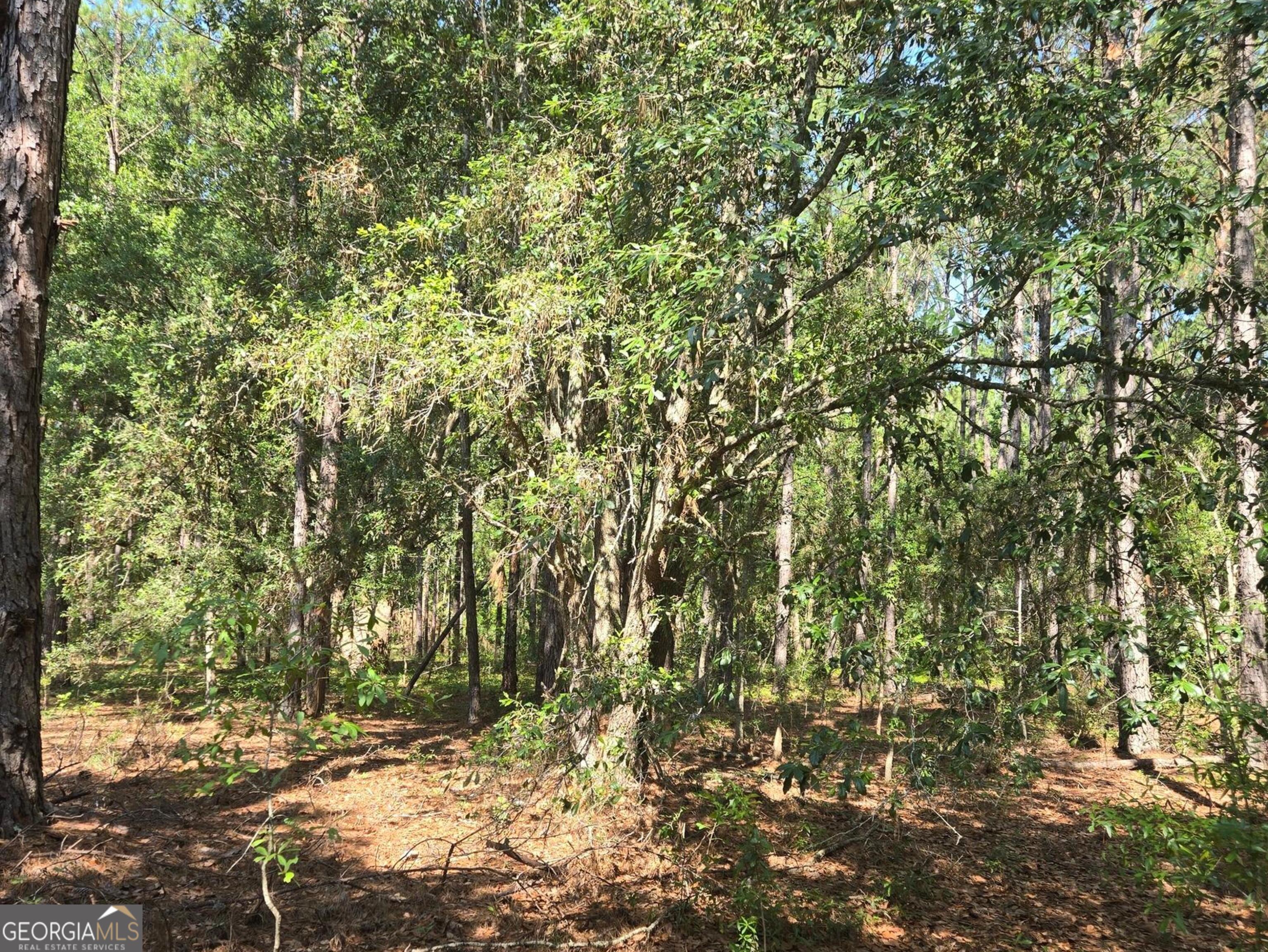 0 Live Oak Drive Property Photo 7