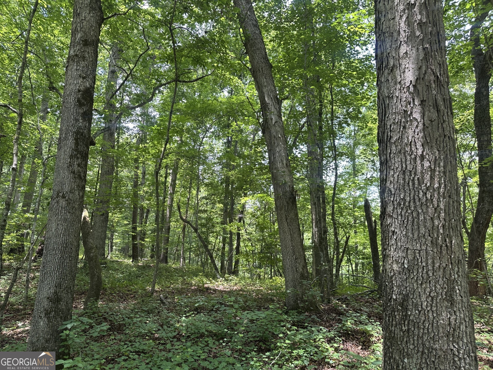 360 Happy Hollow Road Property Photo 6