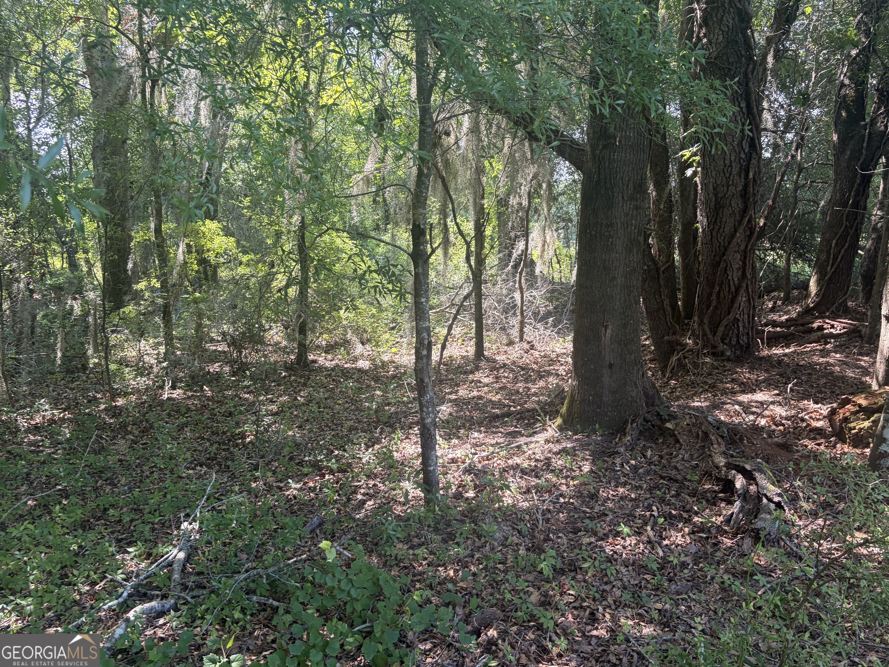 0 Highway 17 Property Photo 14