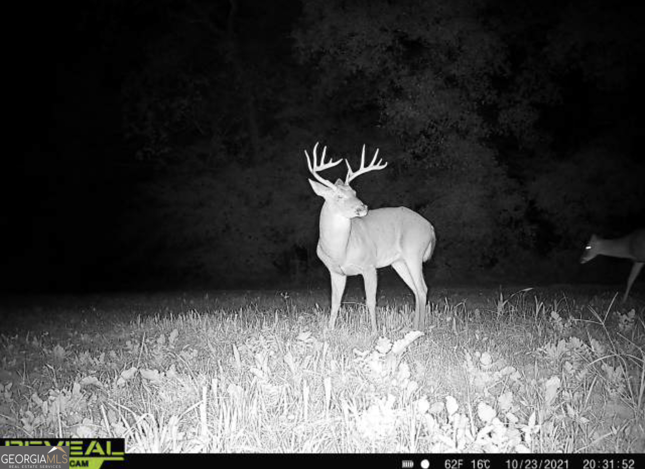 0 Highway 17 Property Photo 29