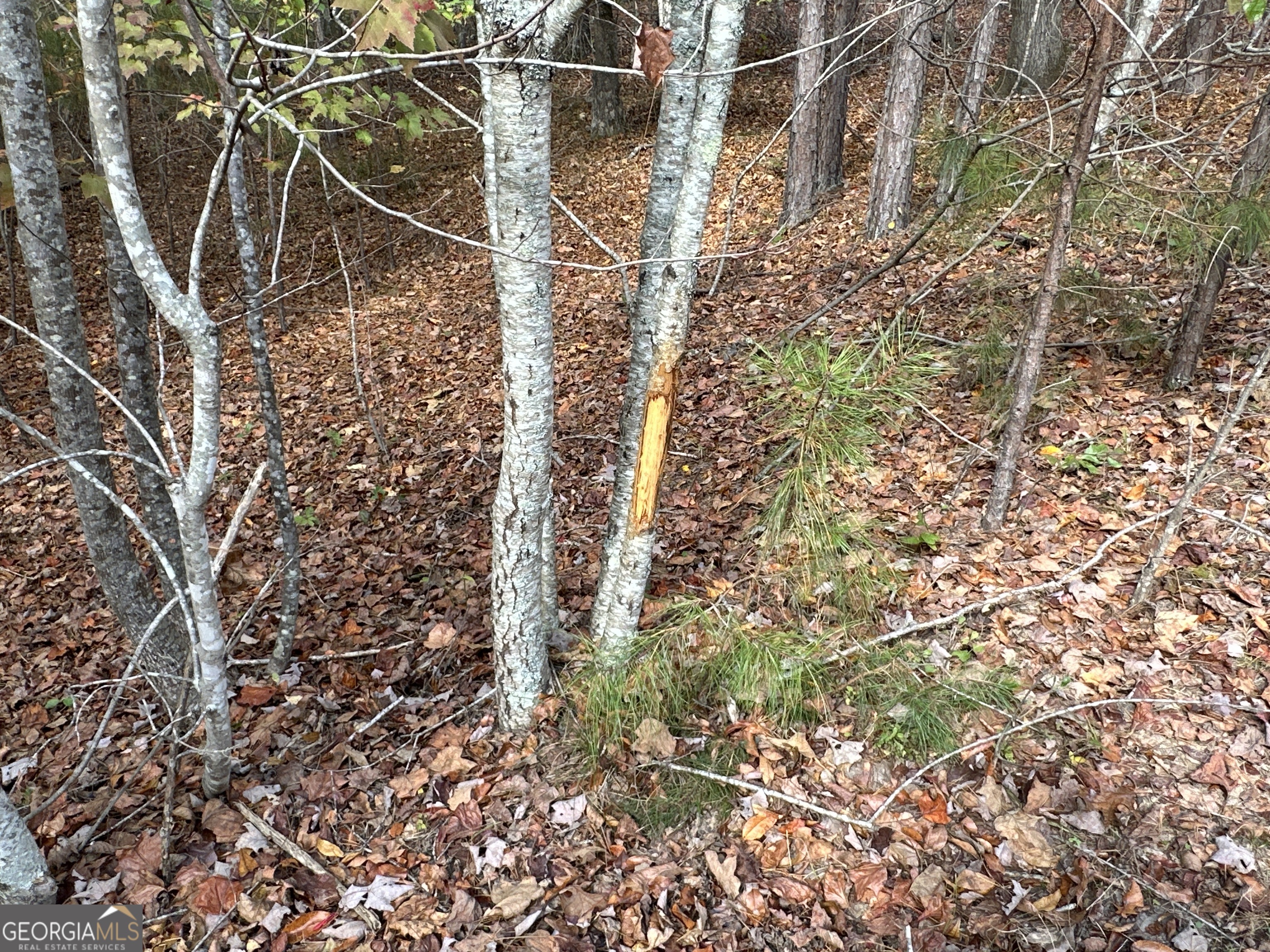 1806 Browning Road Property Photo 3