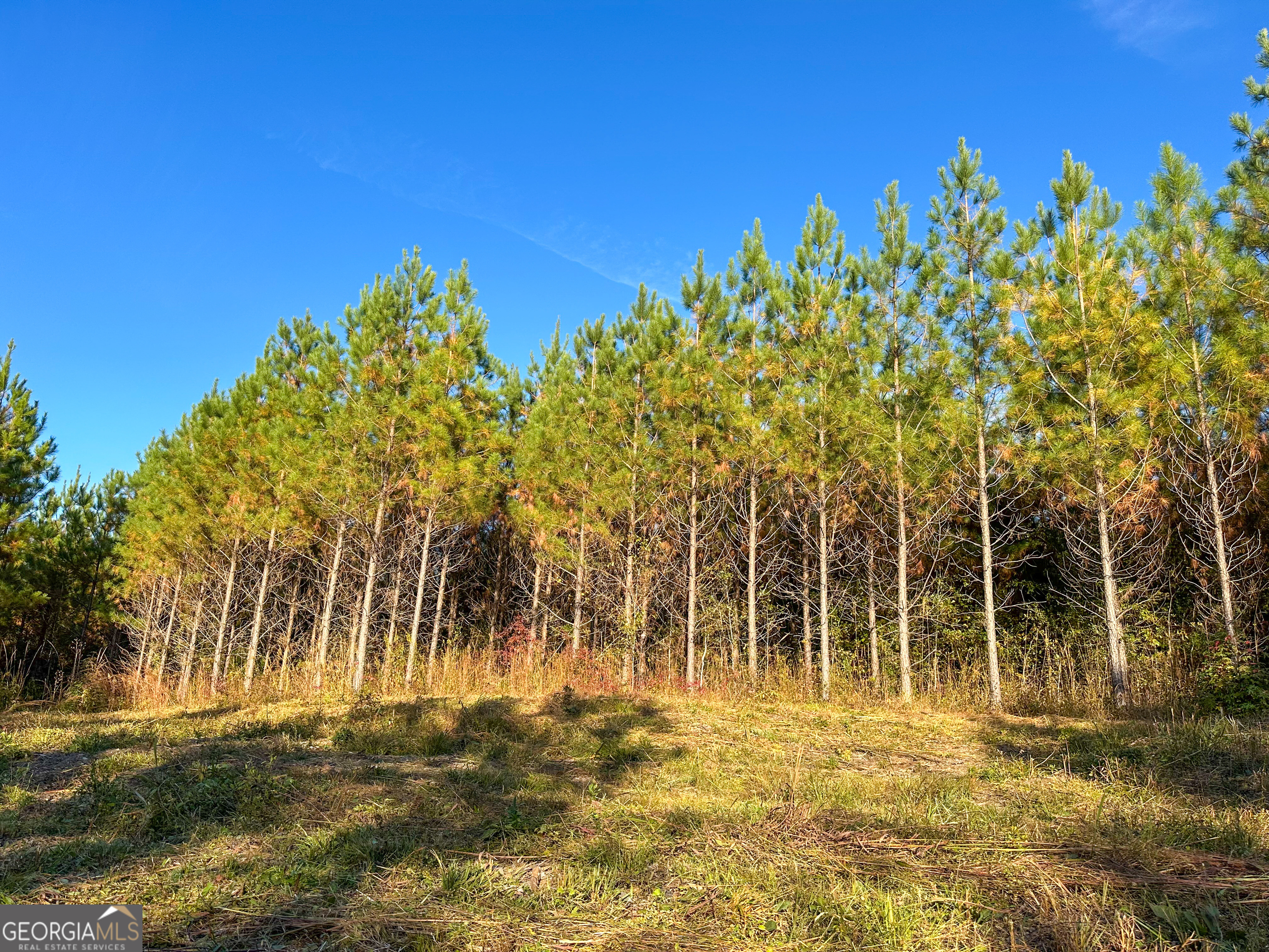 49.2 Acres Jordon Road Property Photo 1