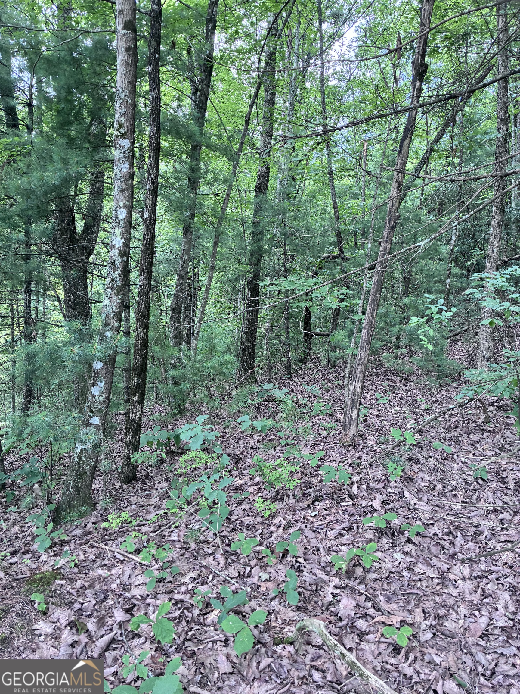 829 Morton Drive Property Photo 3