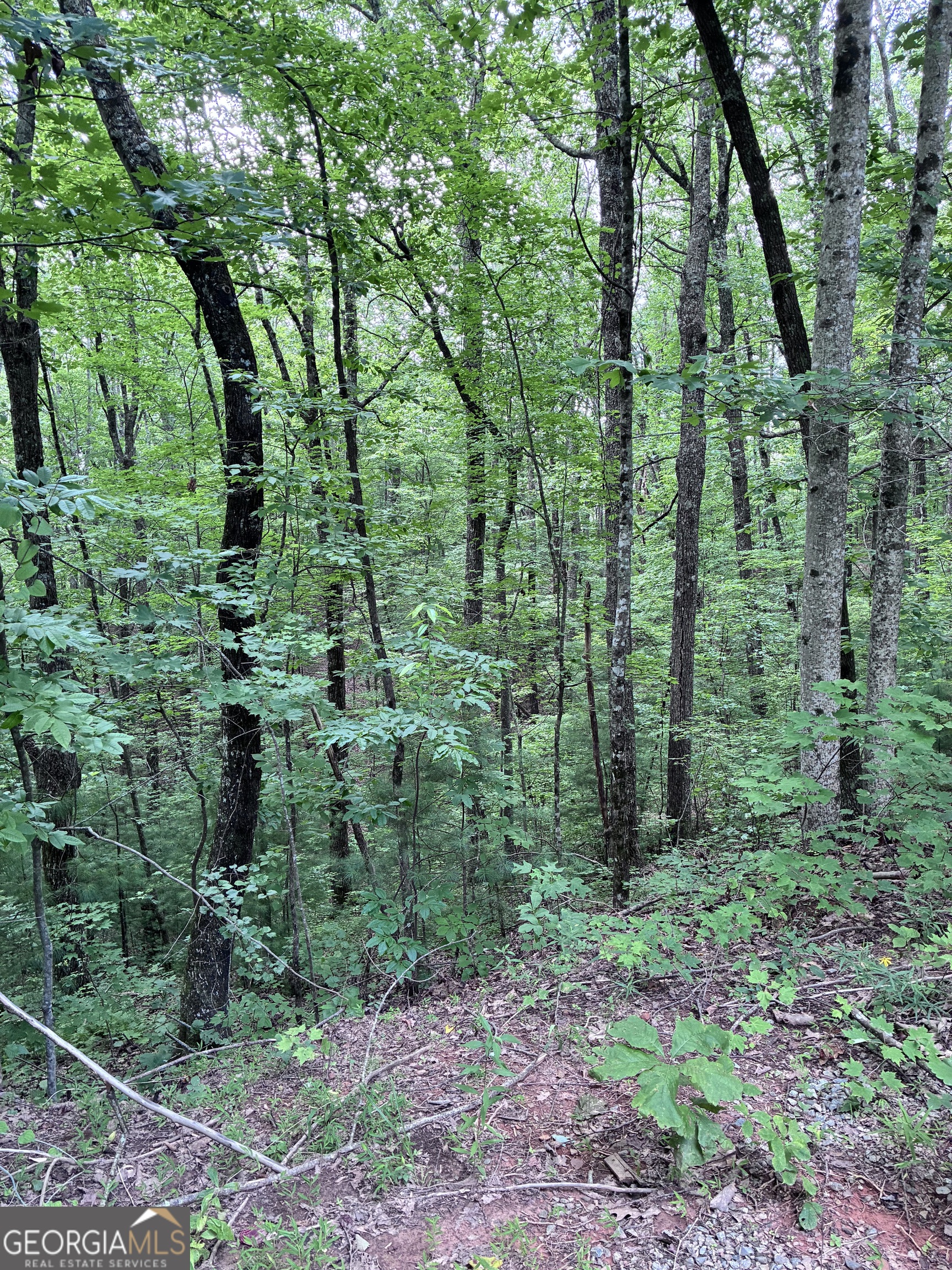 829 Morton Drive Property Photo 6