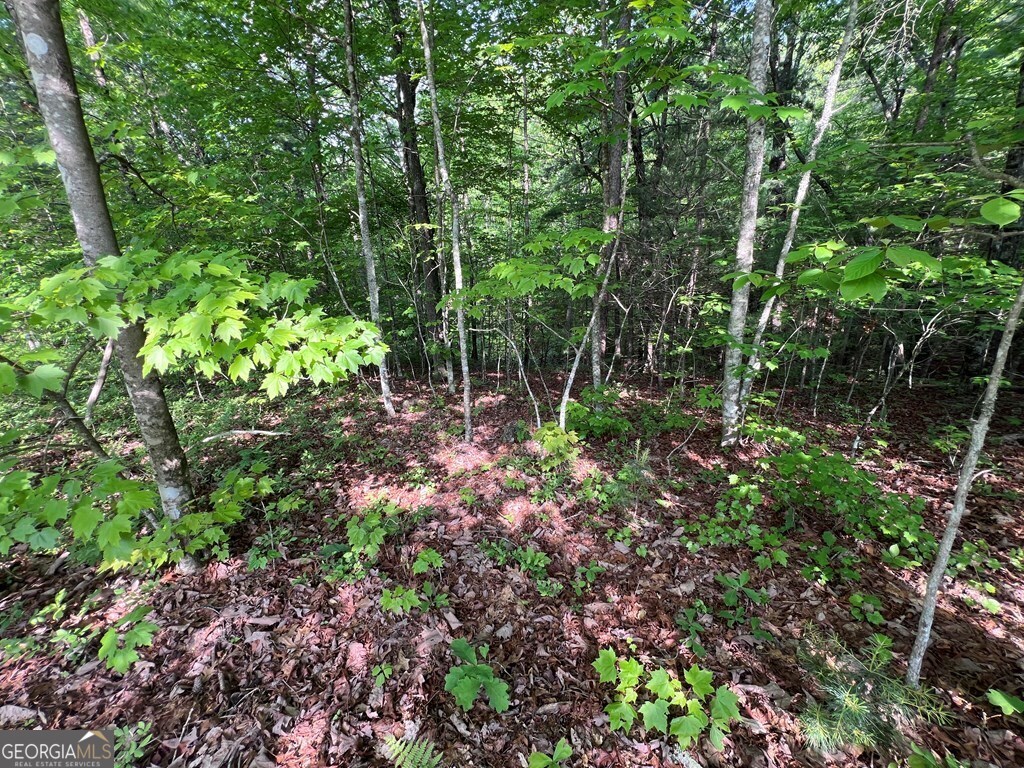 9 + Acre Leonard Lane Property Photo 6