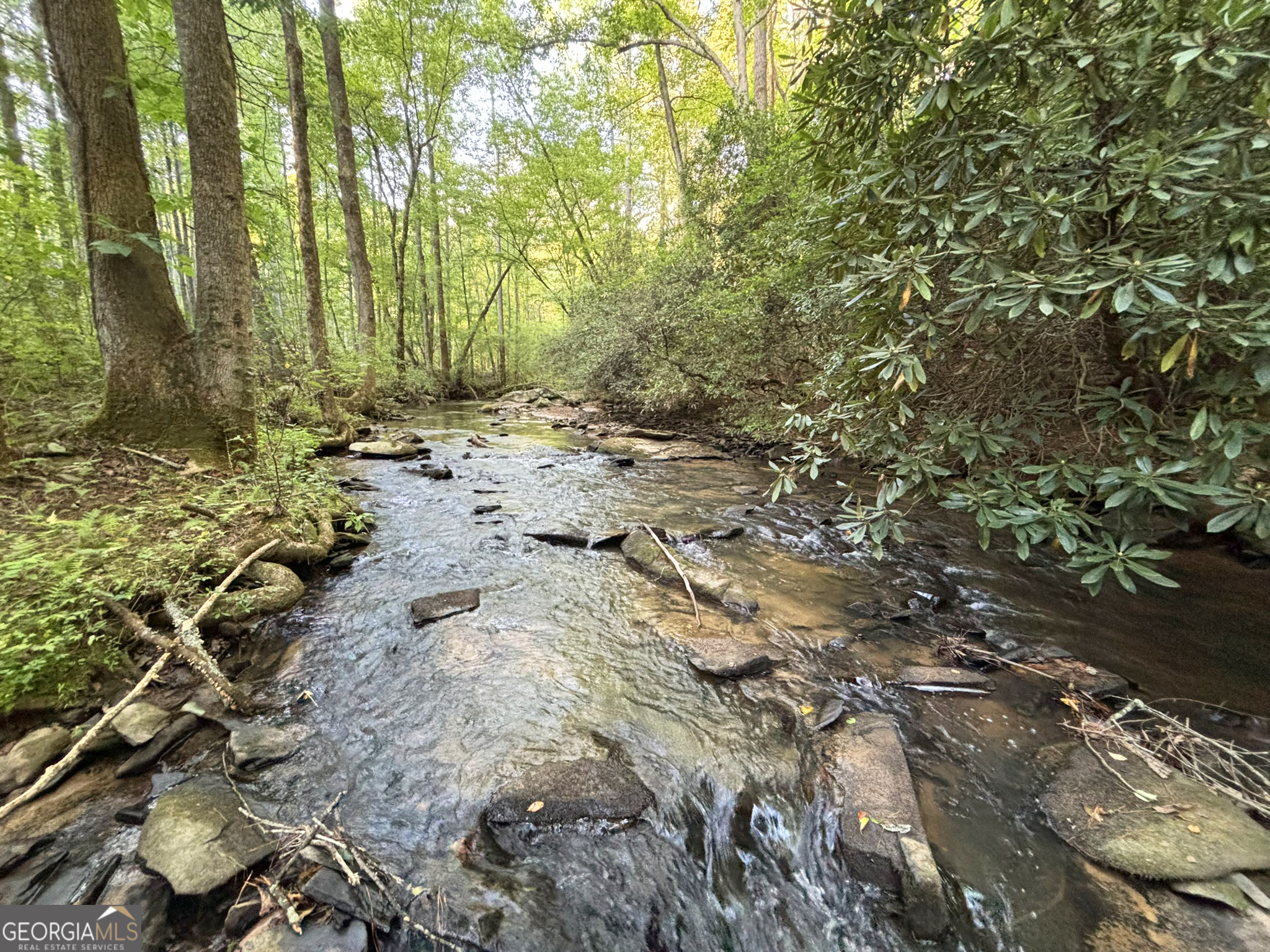 442 Mt Springer Road