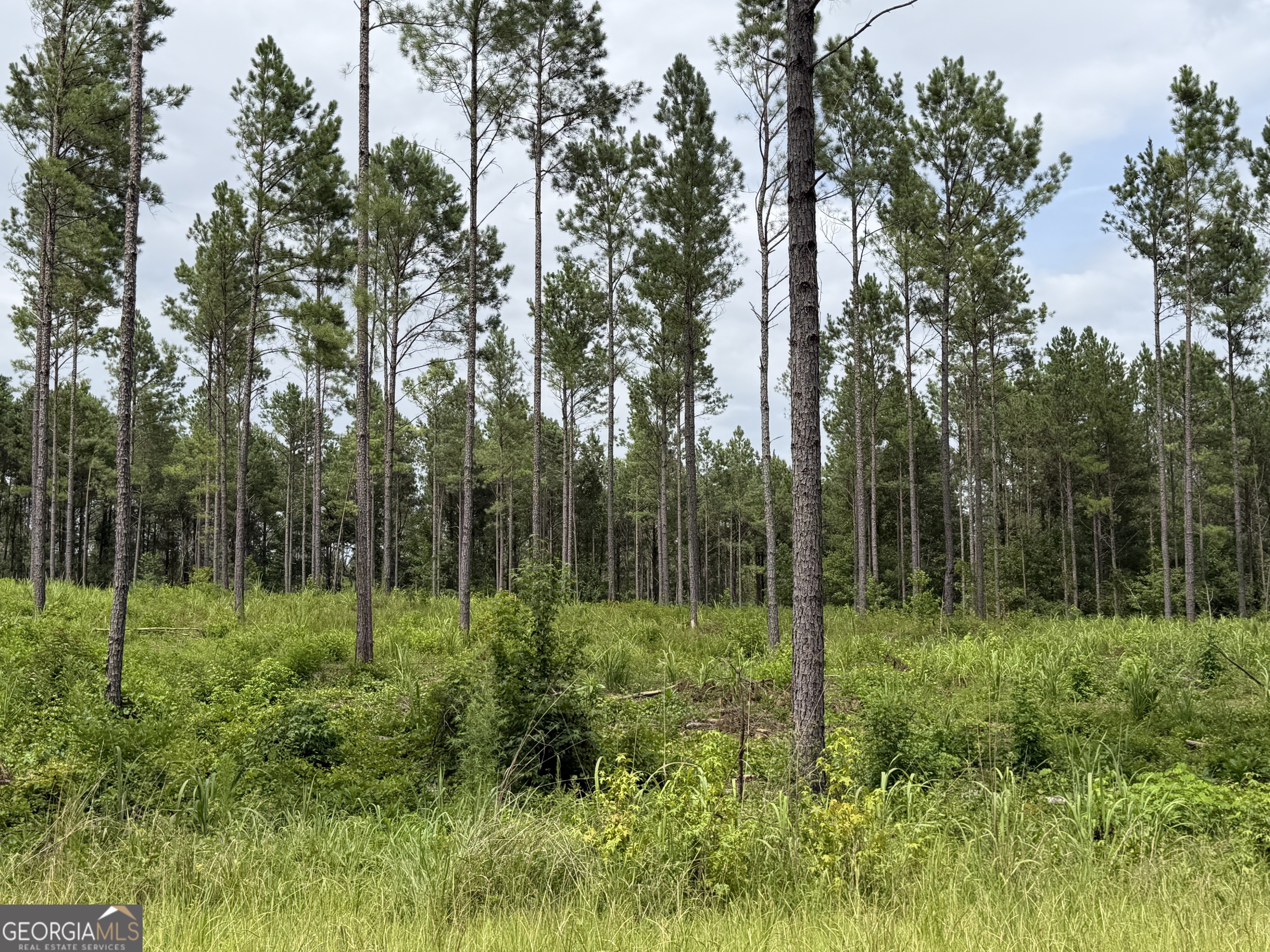 006 Old Monticello Road Property Photo 1