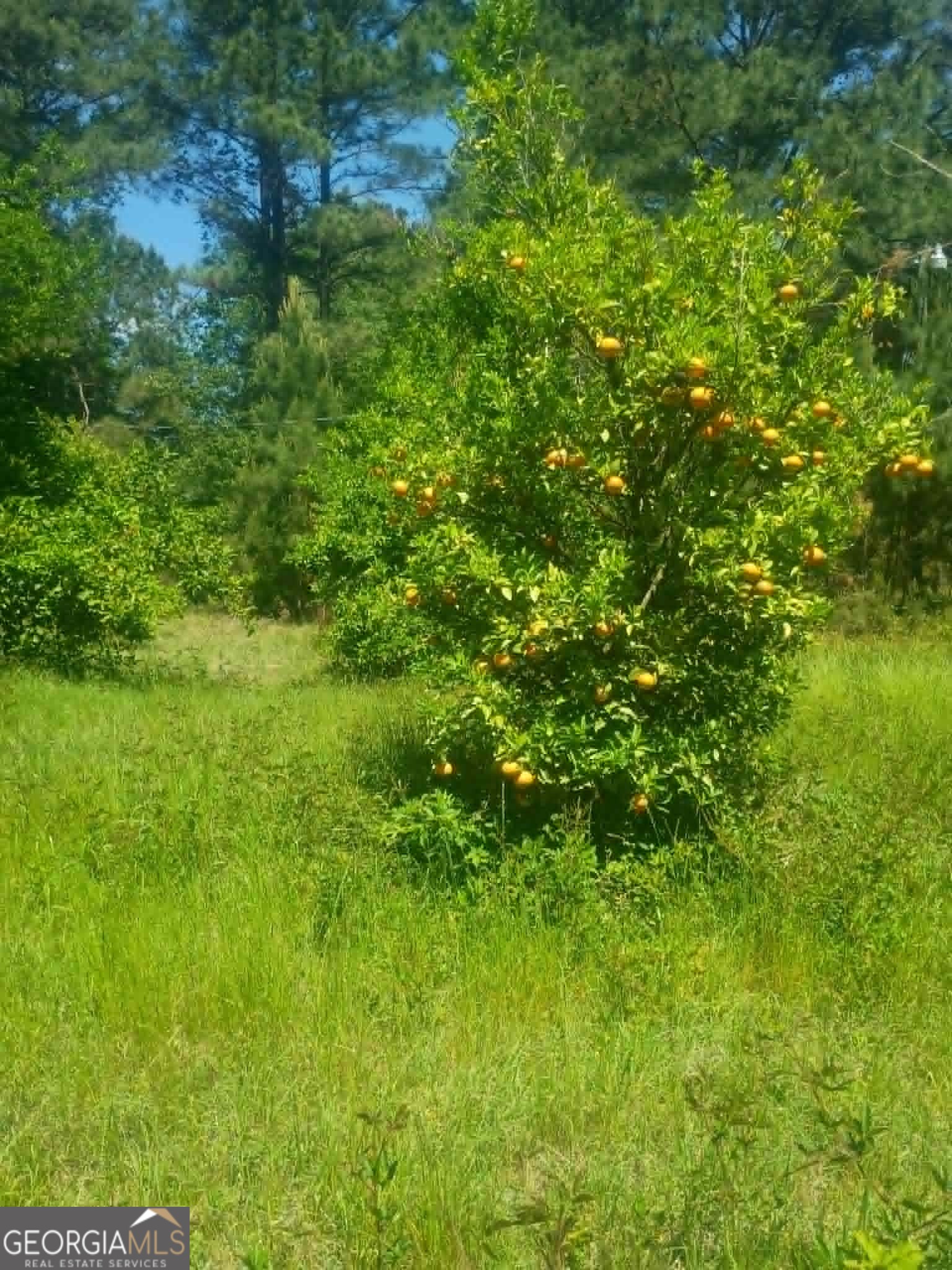 1196 Us Highway 319 N Property Photo 12