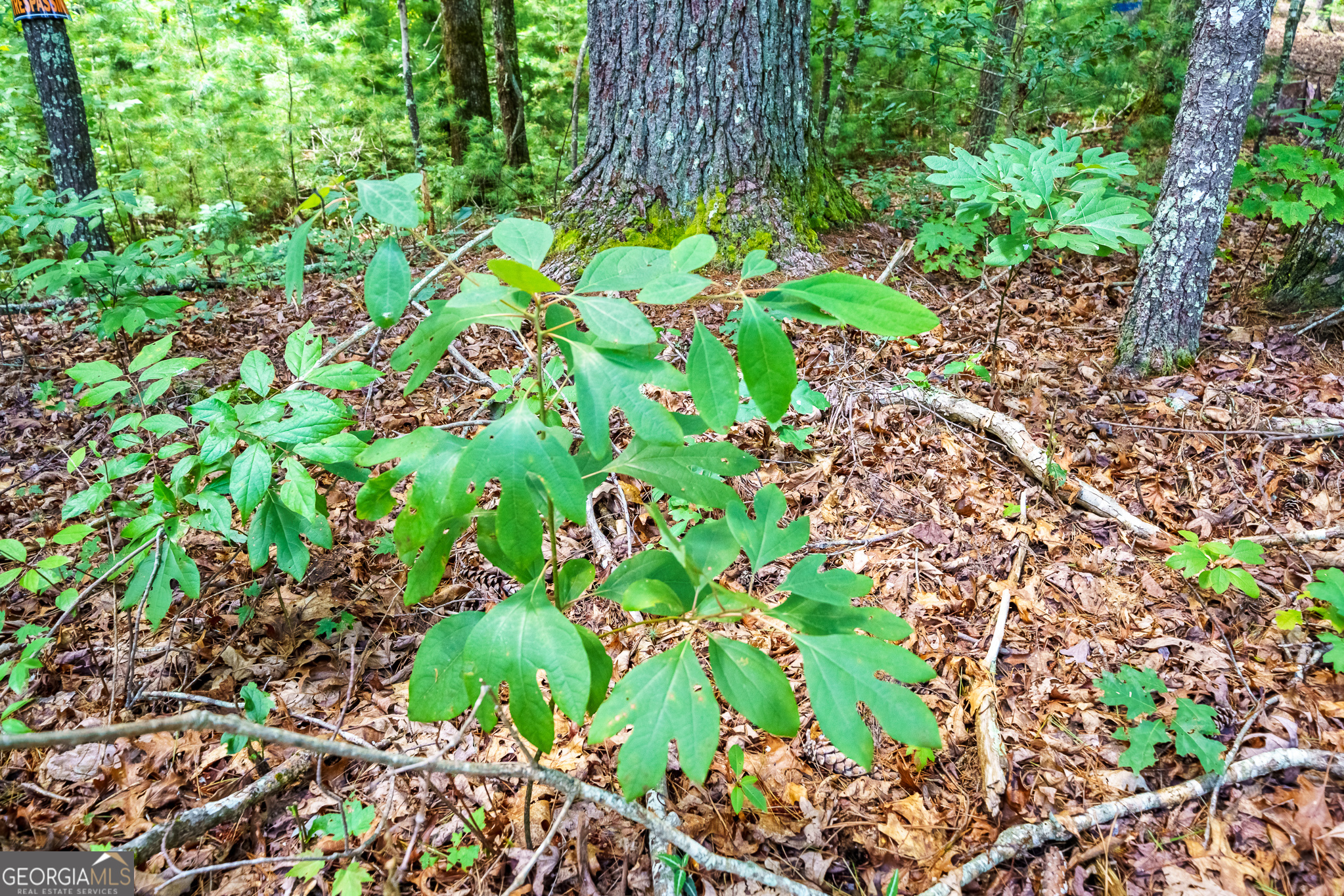 0 Higdon Creek Road Property Photo 26