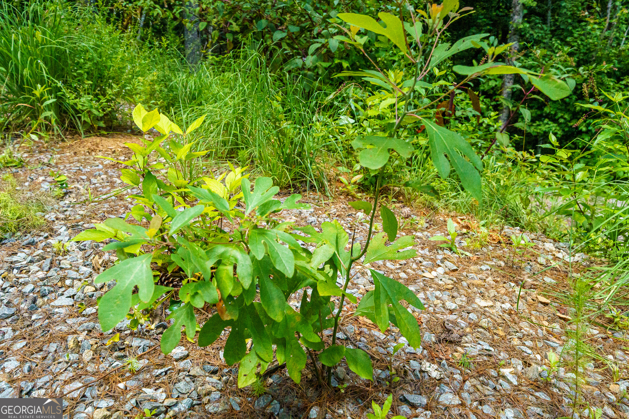 0 Higdon Creek Road Property Photo 27