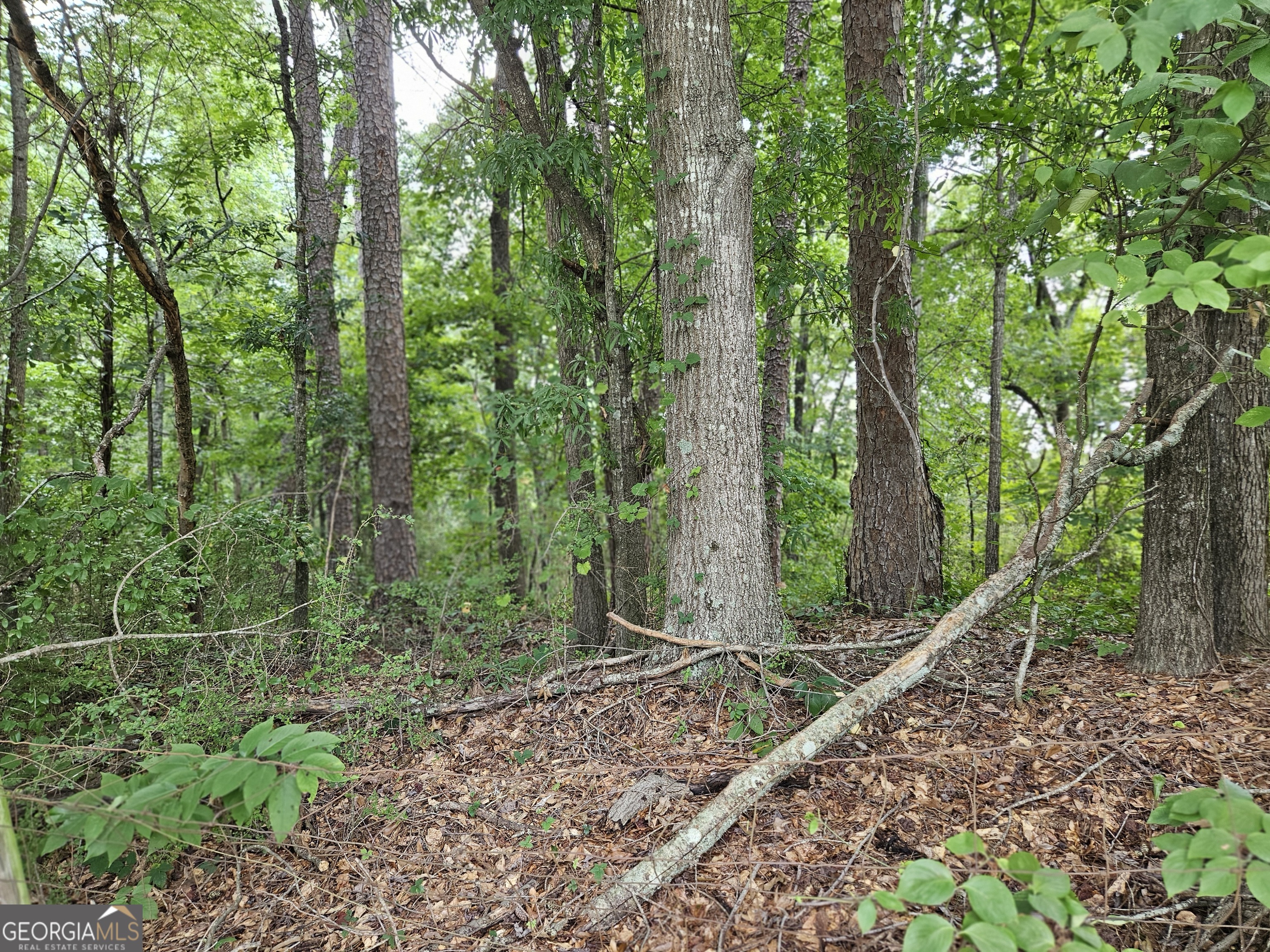Lot 4 June Ivey Road Property Photo 11