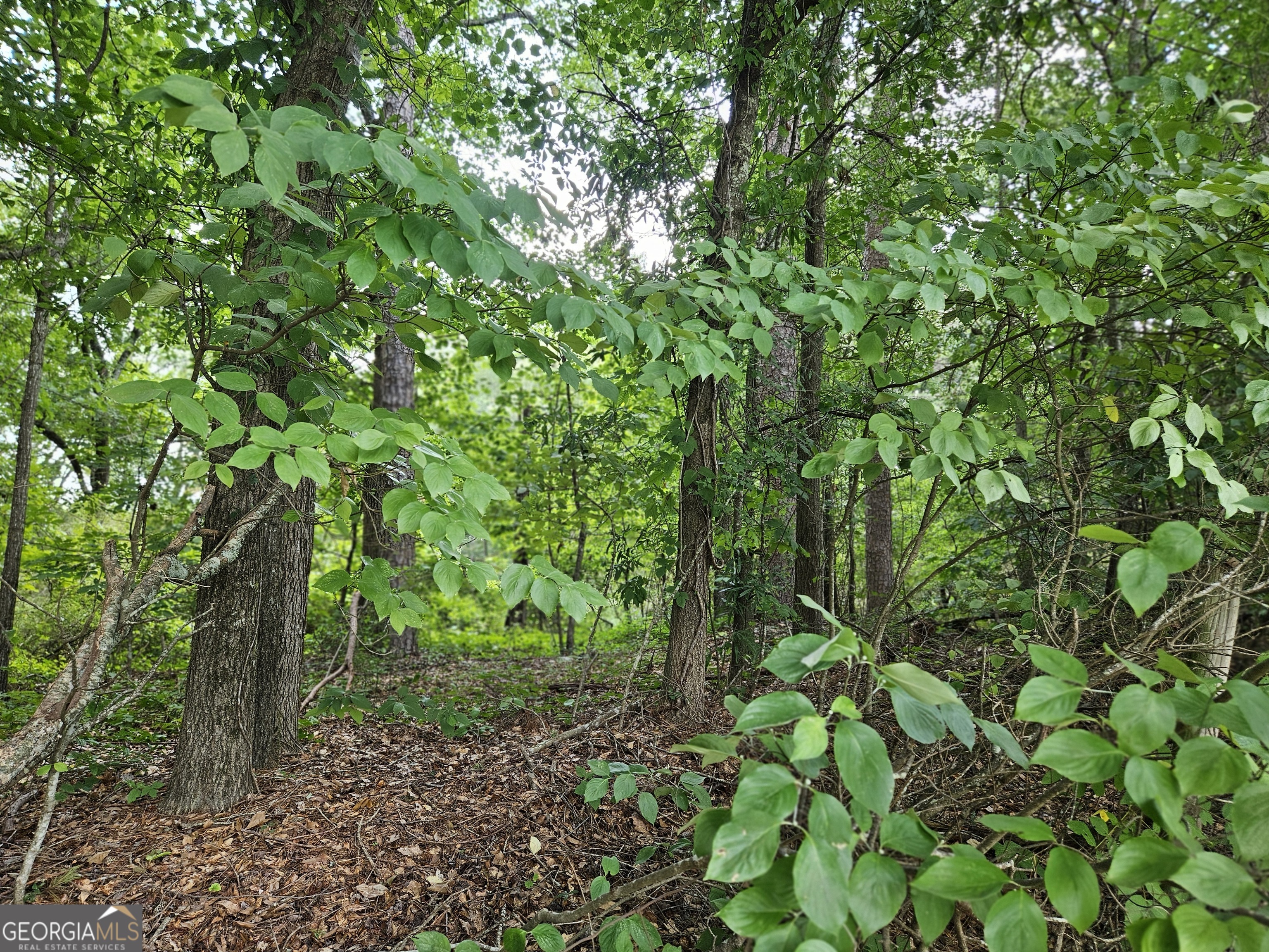 Lot 4 June Ivey Road Property Photo 12