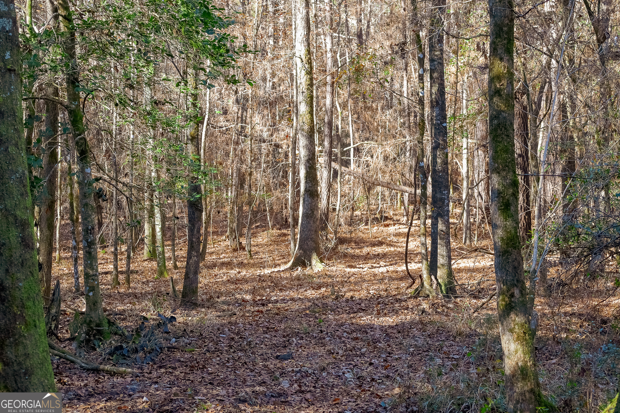 557 Limestone Road Property Photo 12