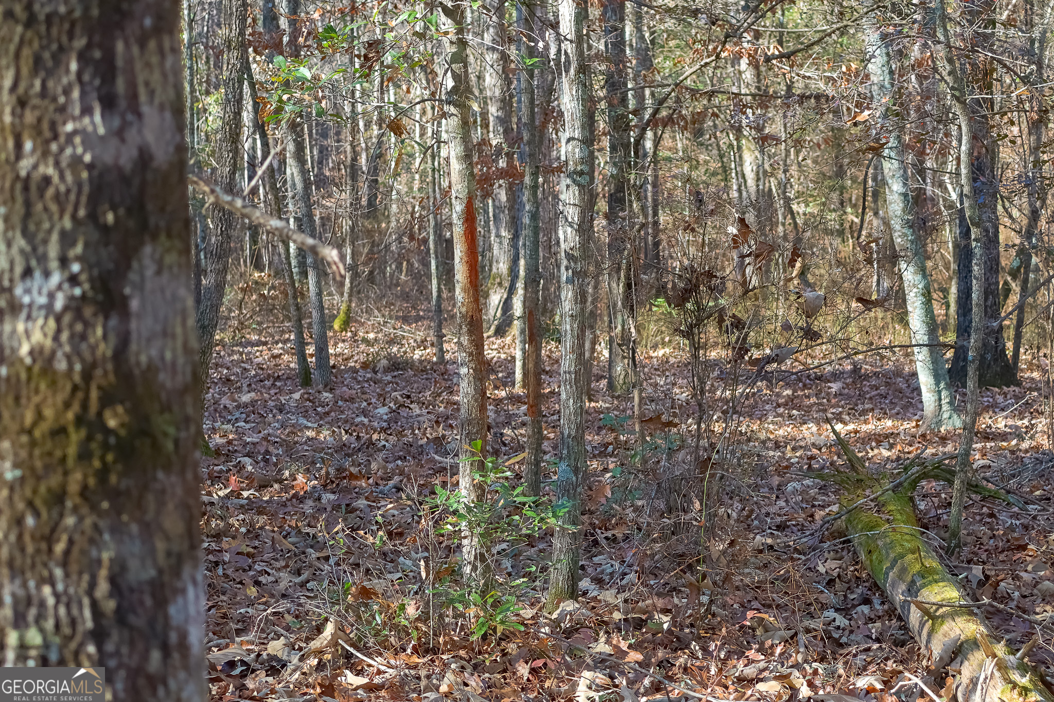 557 Limestone Road Property Photo 13