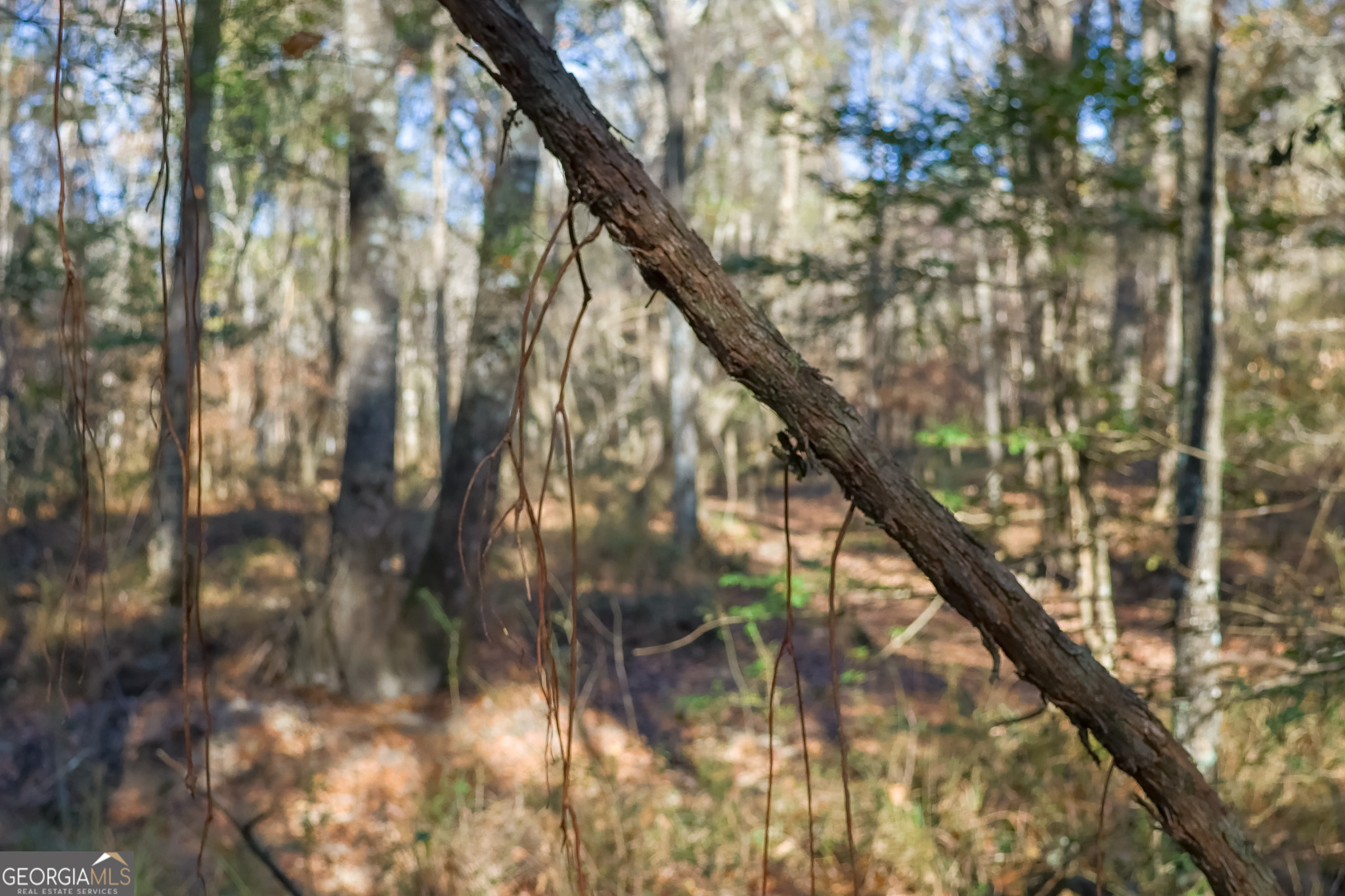 557 Limestone Road Property Photo 19