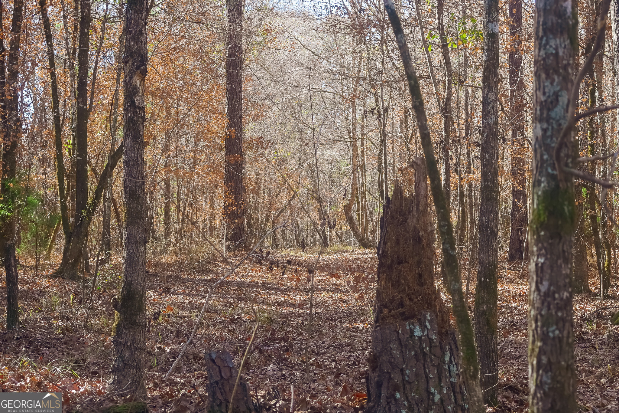 557 Limestone Road Property Photo 22