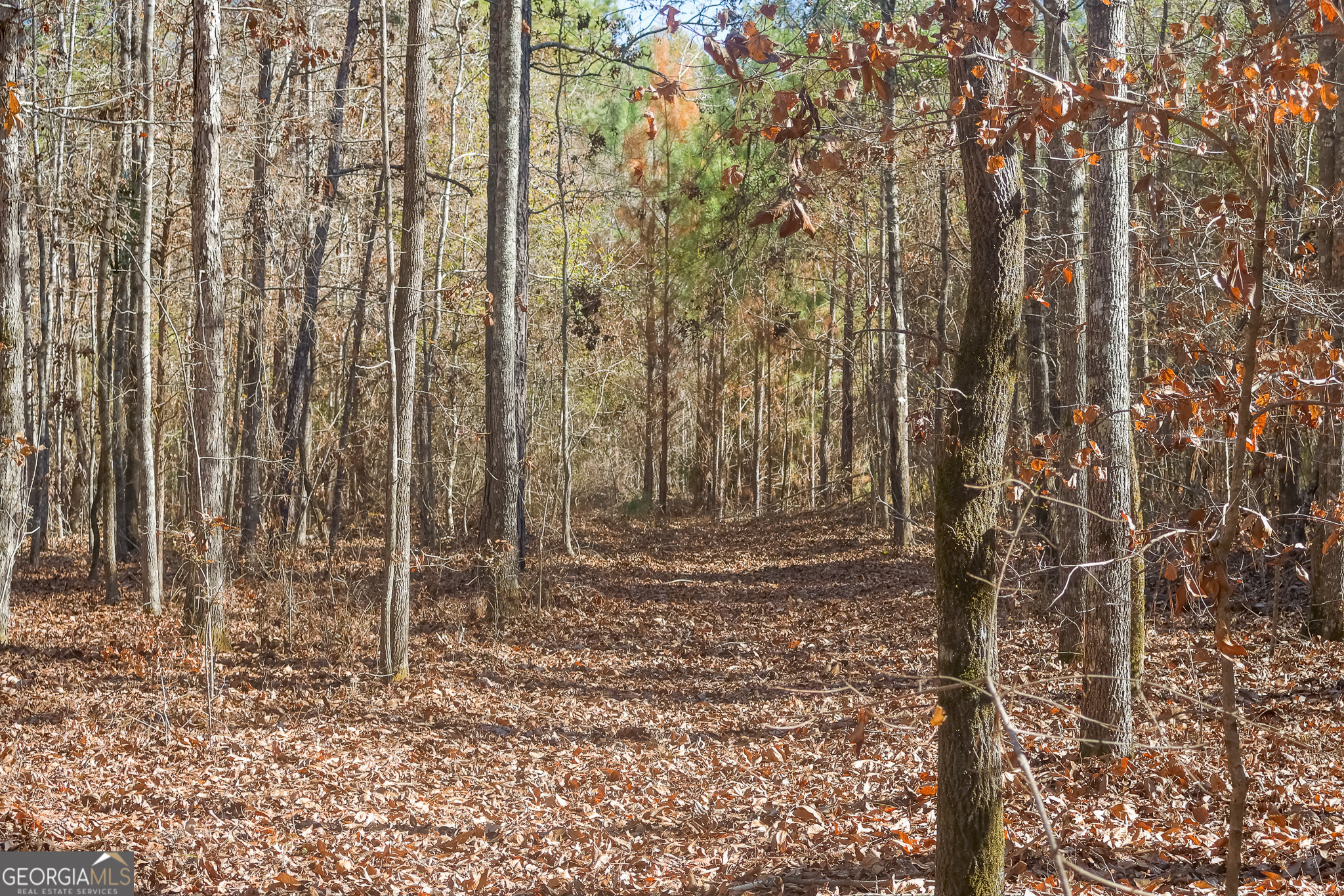 557 Limestone Road Property Photo 23