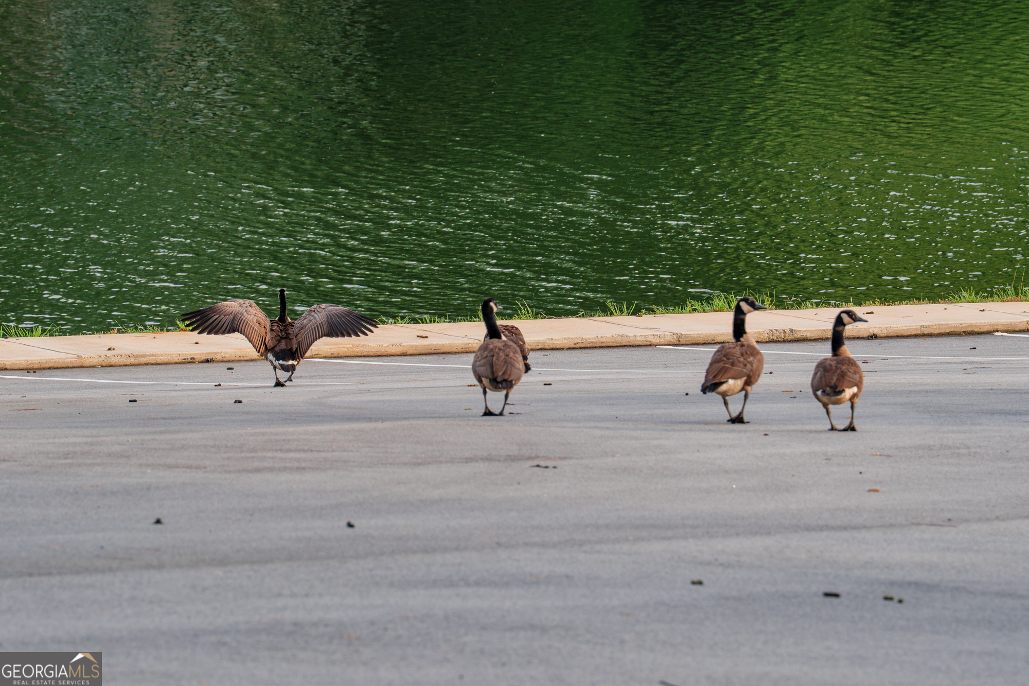 143 Falls Lane # 84 Property Photo 39