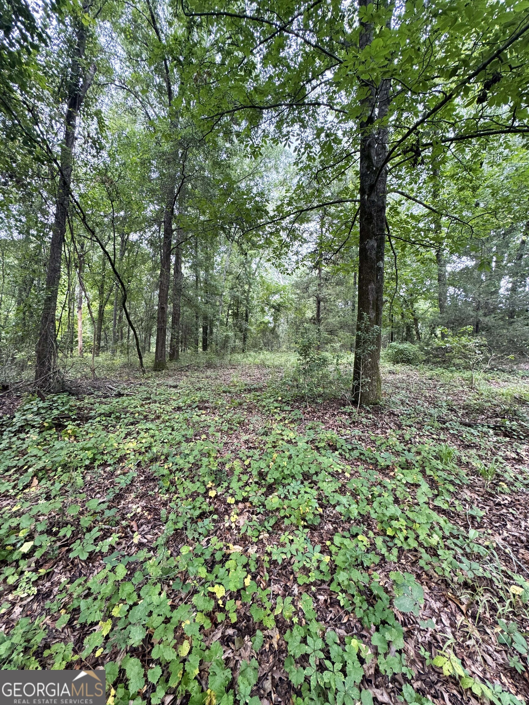 0 Wilson Road Property Photo 34