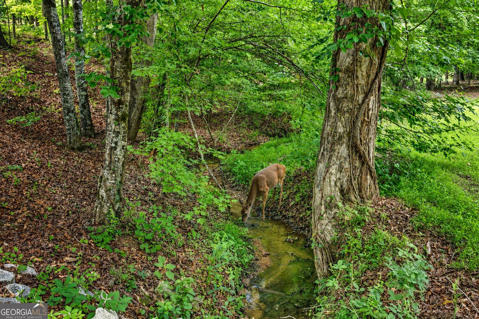 560 Hawks Trail Property Photo 11