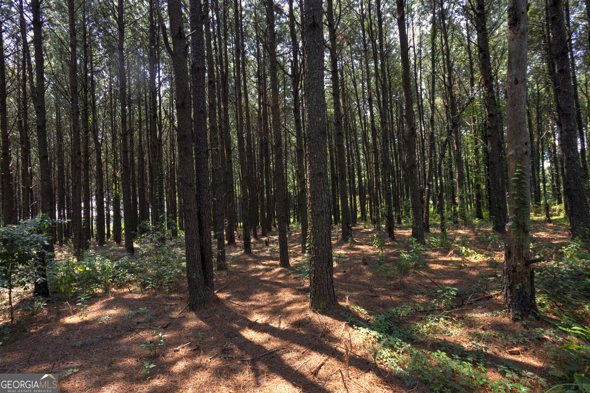 0 Northern County Line Road Property Photo 2