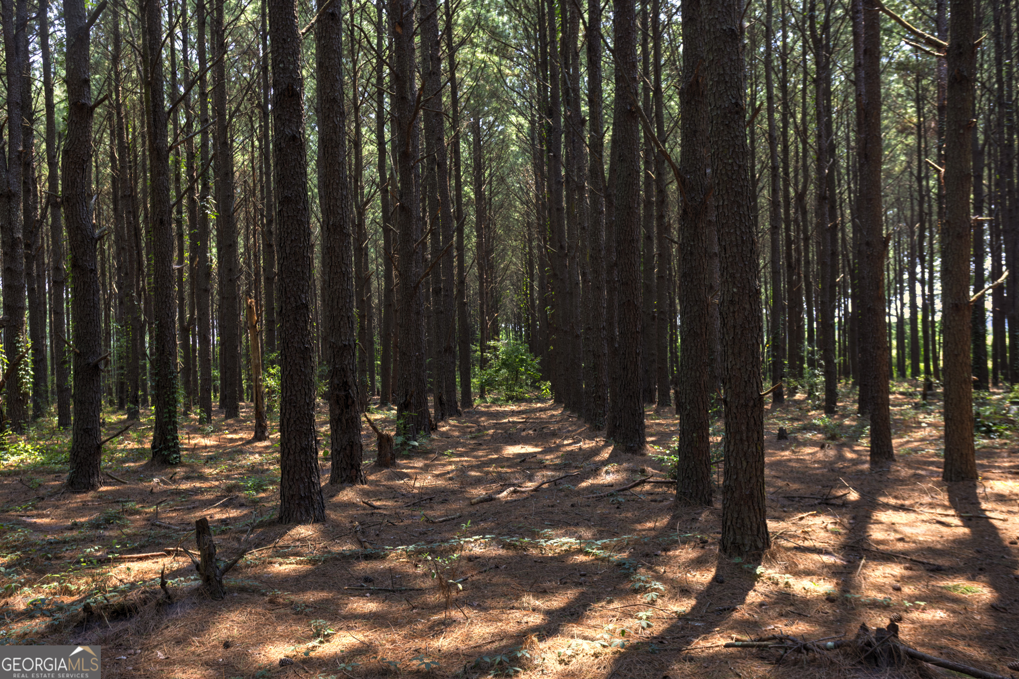 0 Northern County Line Road Property Photo 3