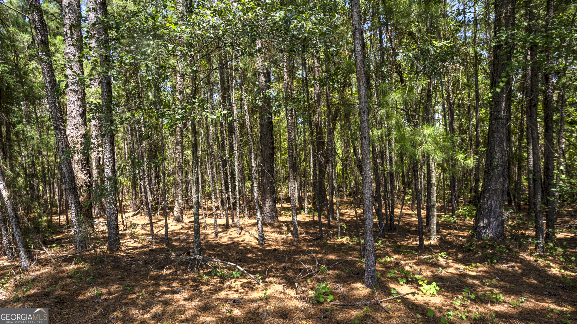 0 Ga Highway 169 Property Photo 22