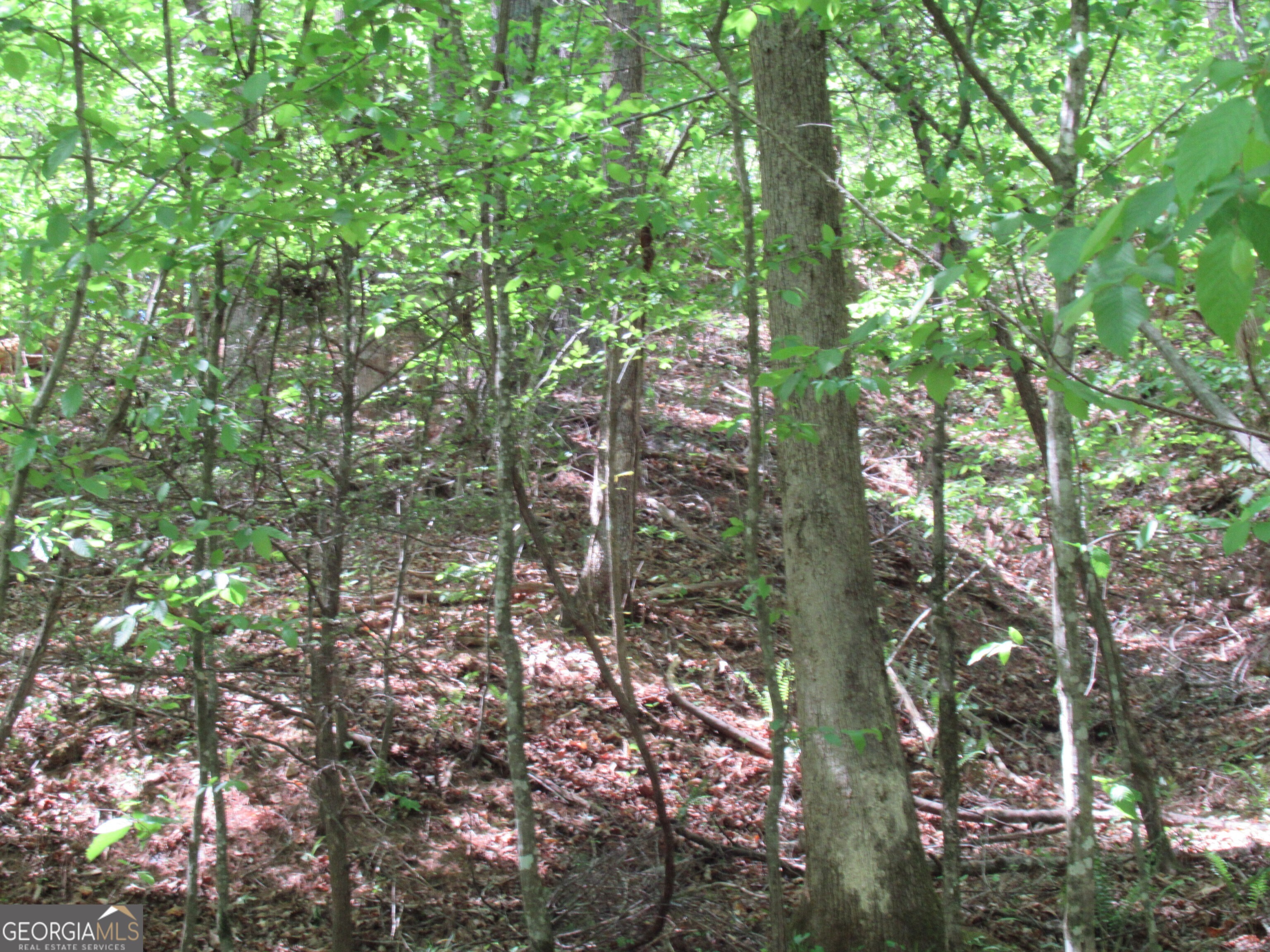 0 Chestatee Drive Property Photo 4