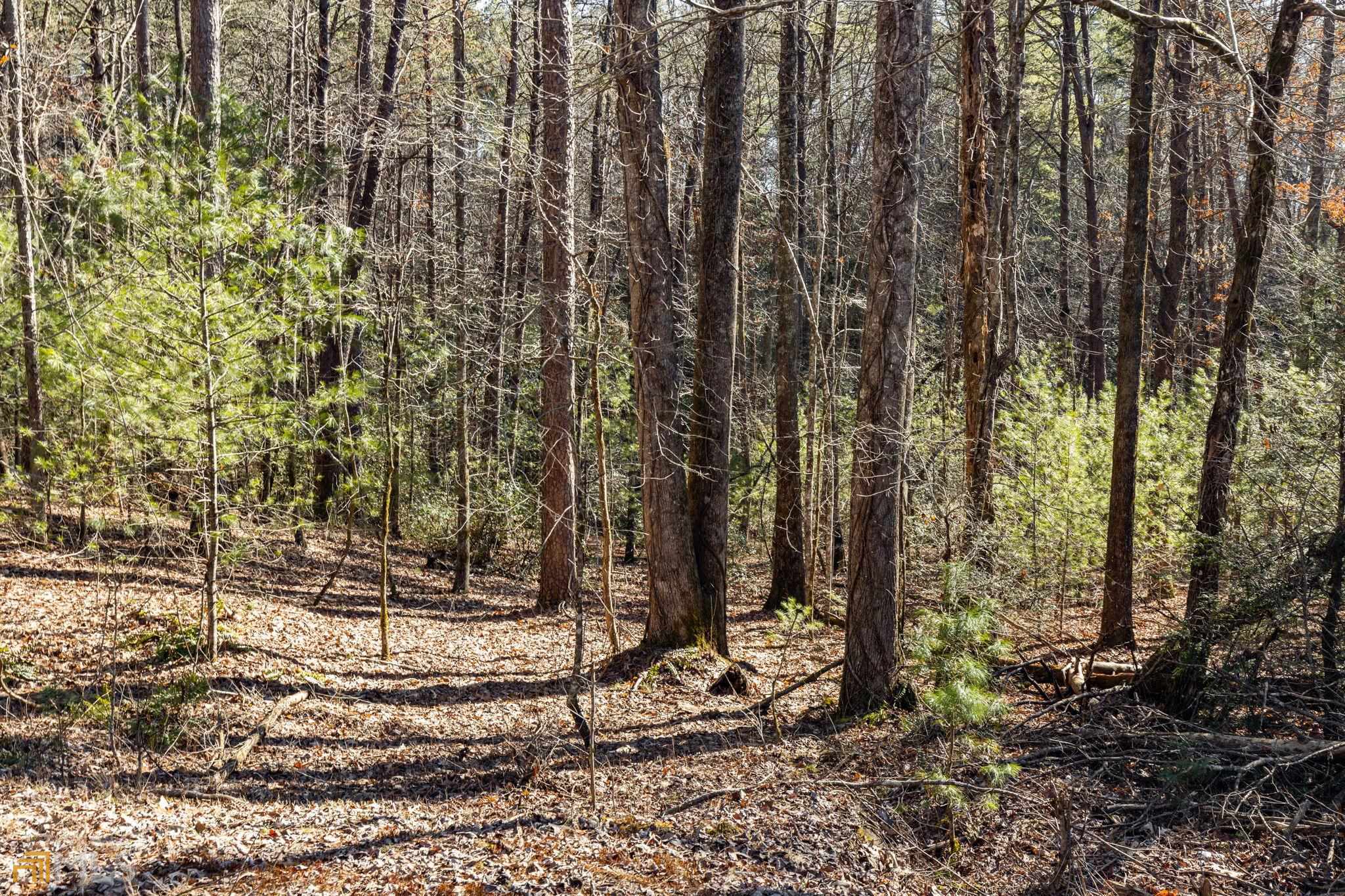 59 Ac Hwy 356 & Skylake Road Property Photo 56